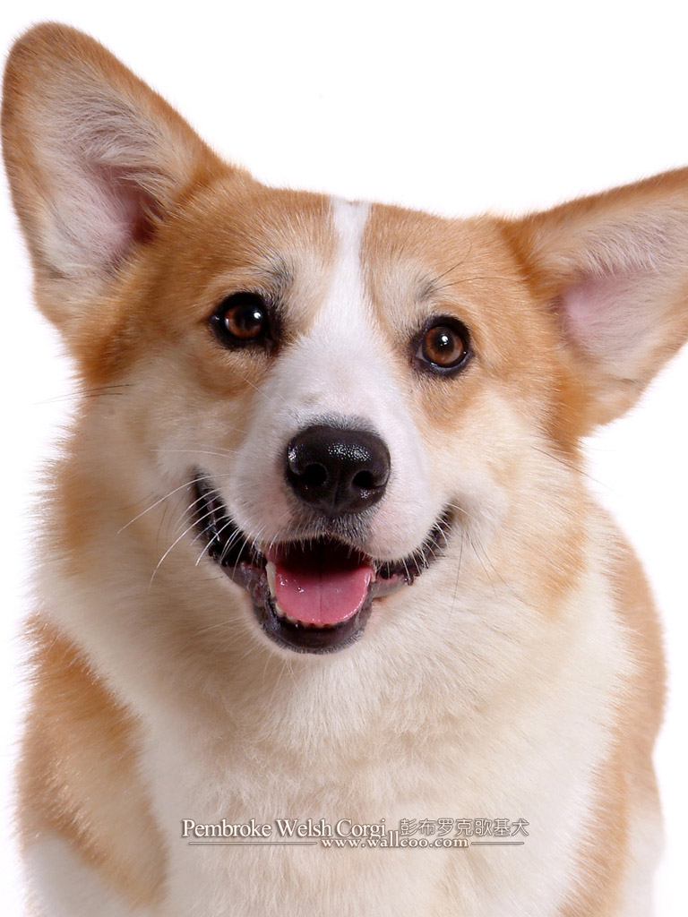 Free download Corgi dogs and Pembroke Welsh Corgi puppies 12801024 NO21 Wallpaper [1280x1024] for your Desktop, Mobile & Tablet. Explore Corgi Wallpaper. Corgi Wallpaper for Computer, Corgi Puppies Wallpaper, Christmas Corgi Wallpaper