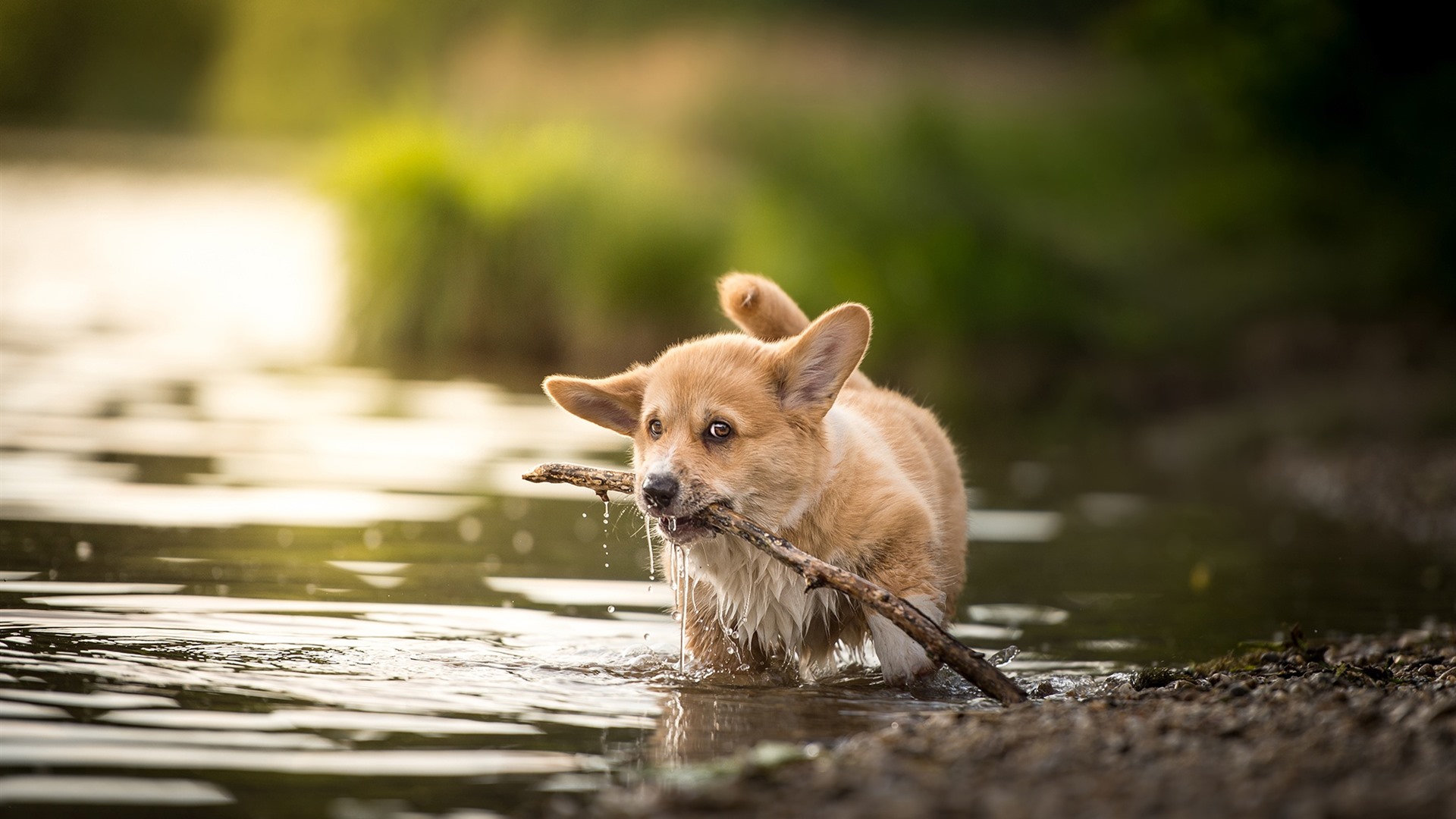 Wallpaper Welsh Corgi, puppy in water, sticks 1920x1200 HD Picture, Image