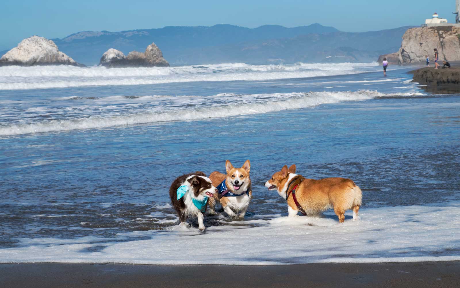 More Than 000 Corgis Took Over a San Francisco Beach This Weekend. Travel + Leisure