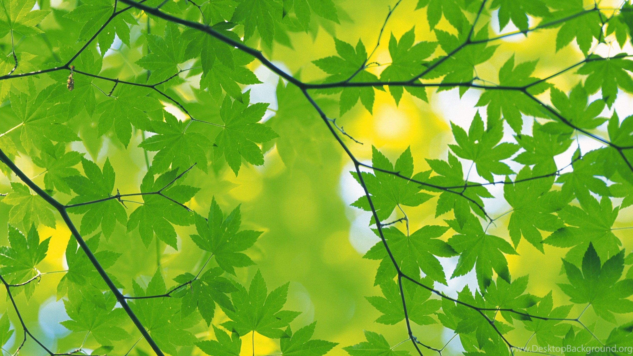 HD Best Green Autumn Leaves BAckground Wallpaper Full Size. Desktop Background