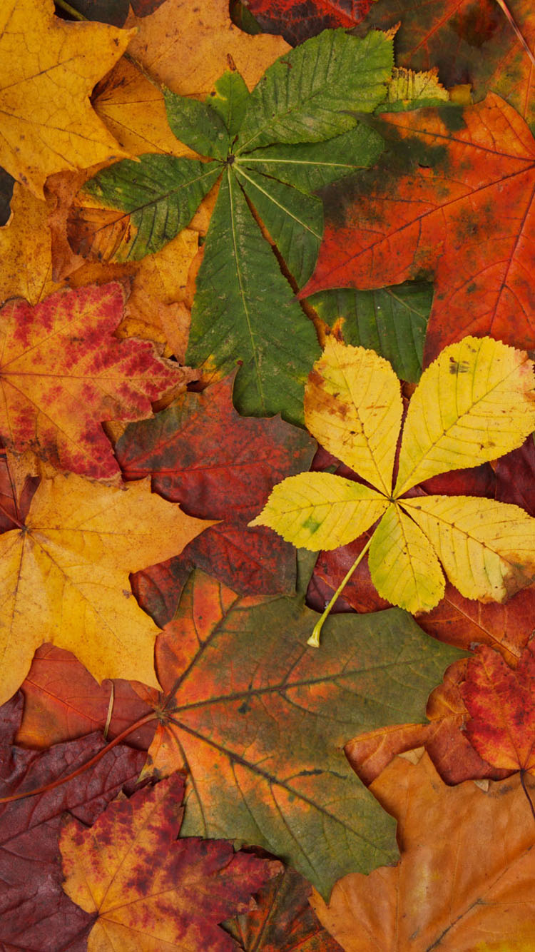 Autumn Leaves Wallpaper Phone.com PRINTABLES