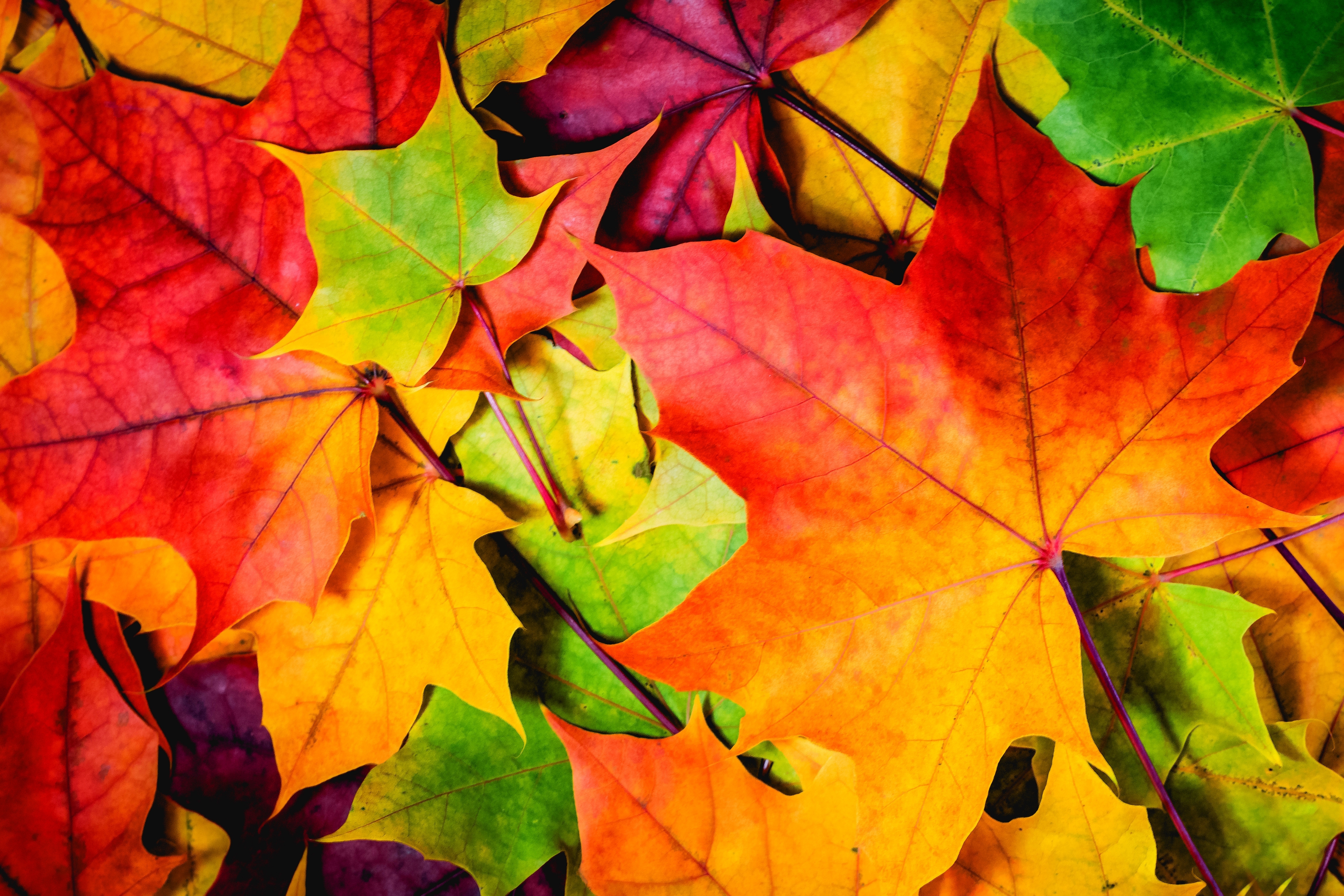 Autumn Leaves 4k Ultra HD Wallpaper