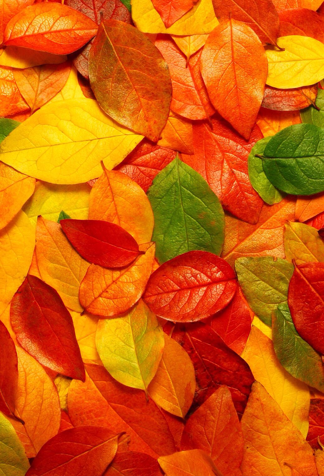 Colorful Autumn Wallpaper Design Ledger. Autumn leaves wallpaper, Autumn leaves background, Autumn scenes