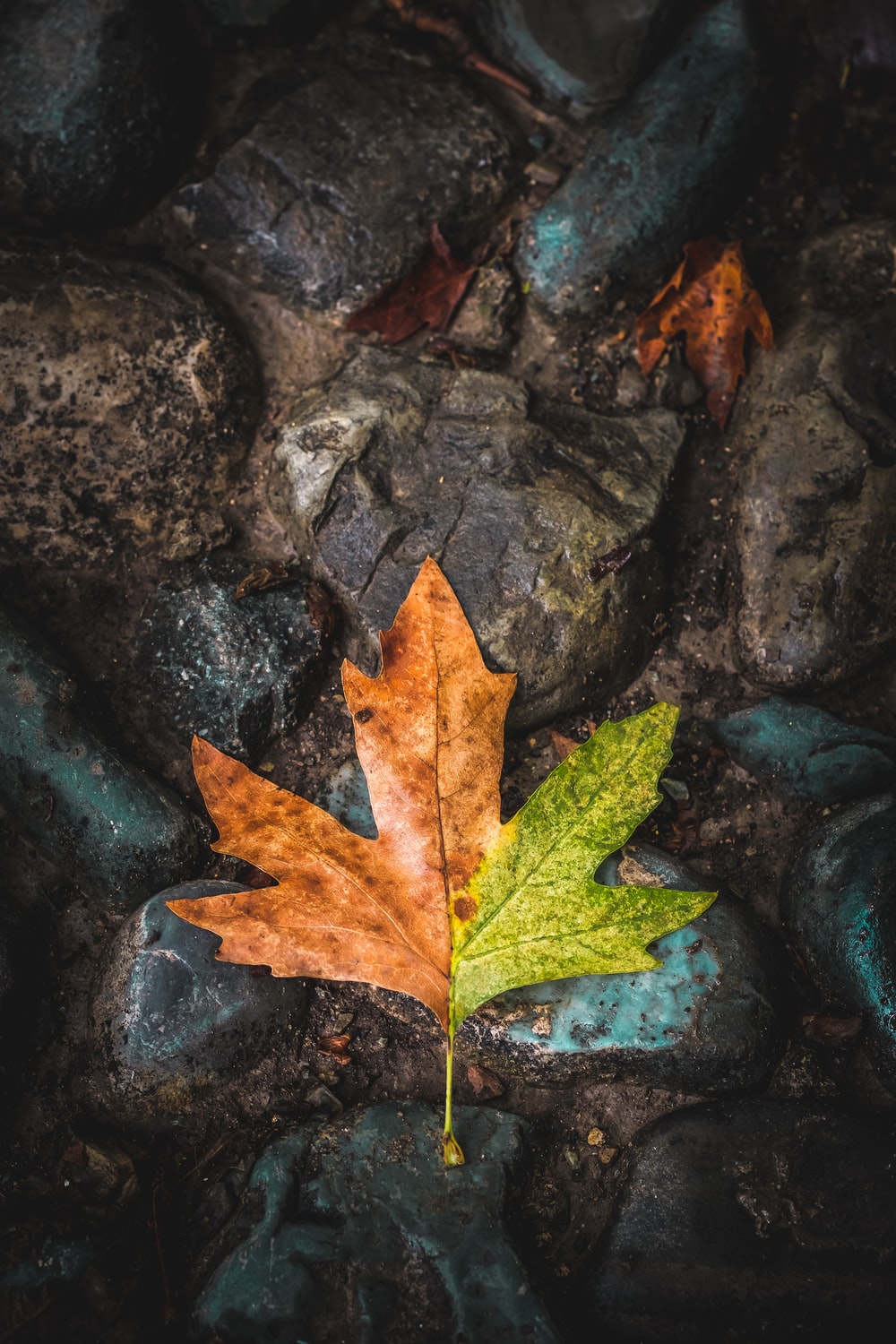 Autumn Leaf Picture. Download Free Image