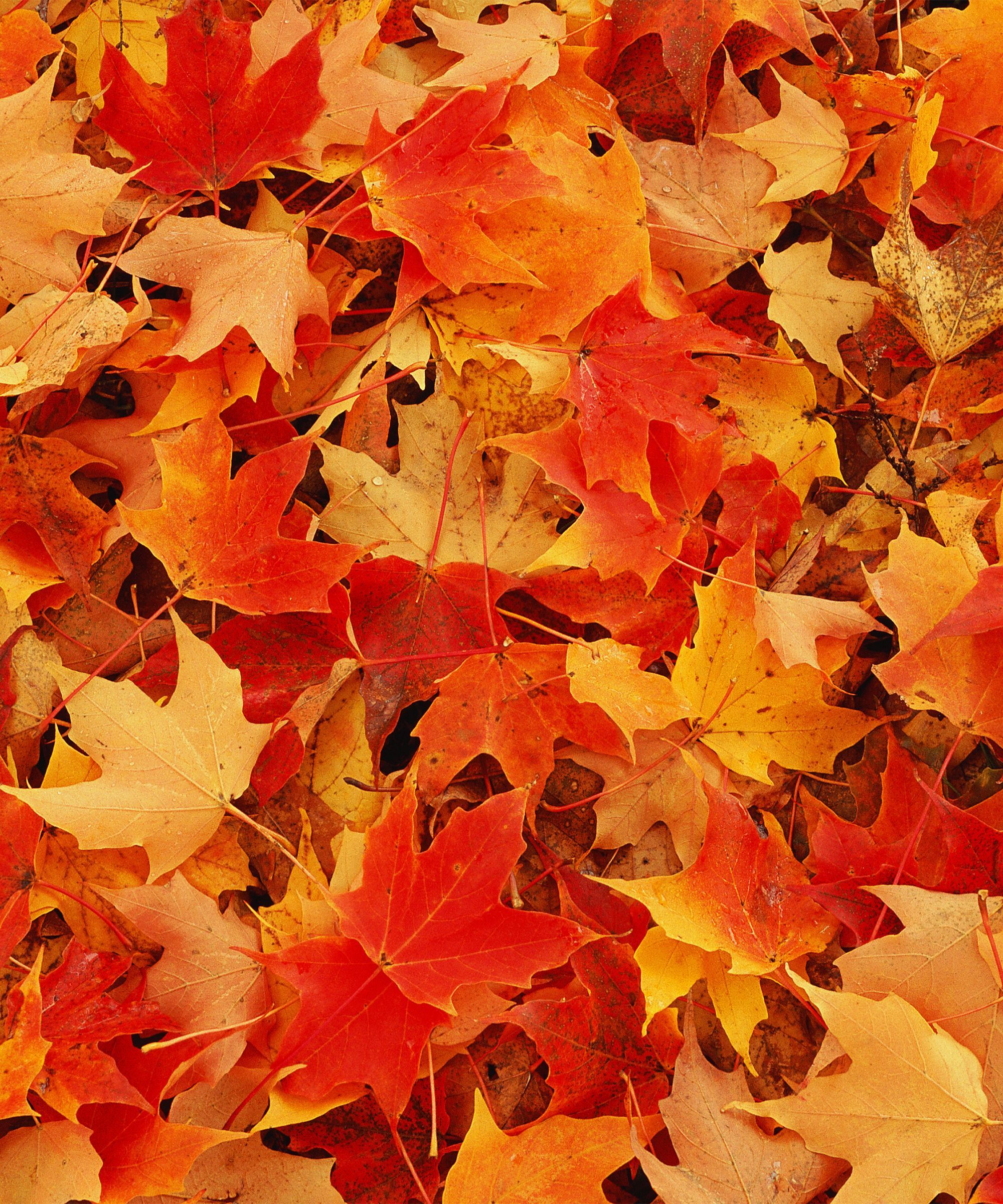 Your New Money Making Scheme? Selling Pretty Fall Leaves For A Dollar A Piece. Autumn Leaves Wallpaper, Autumn Leaves Photography, Autumn Leaves