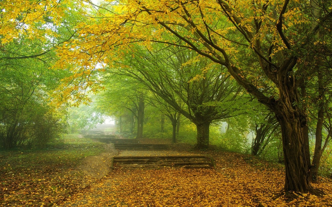 nature, Landscape, Mist, Morning, Trees, Fall, Leaves, Park, Yellow, Green, Path, Walkway Wallpaper HD / Desktop and Mobile Background