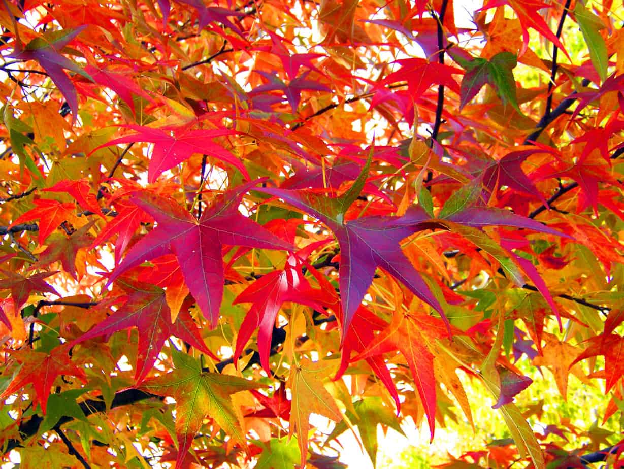 Classic Autumn Poems Everyone Should Read