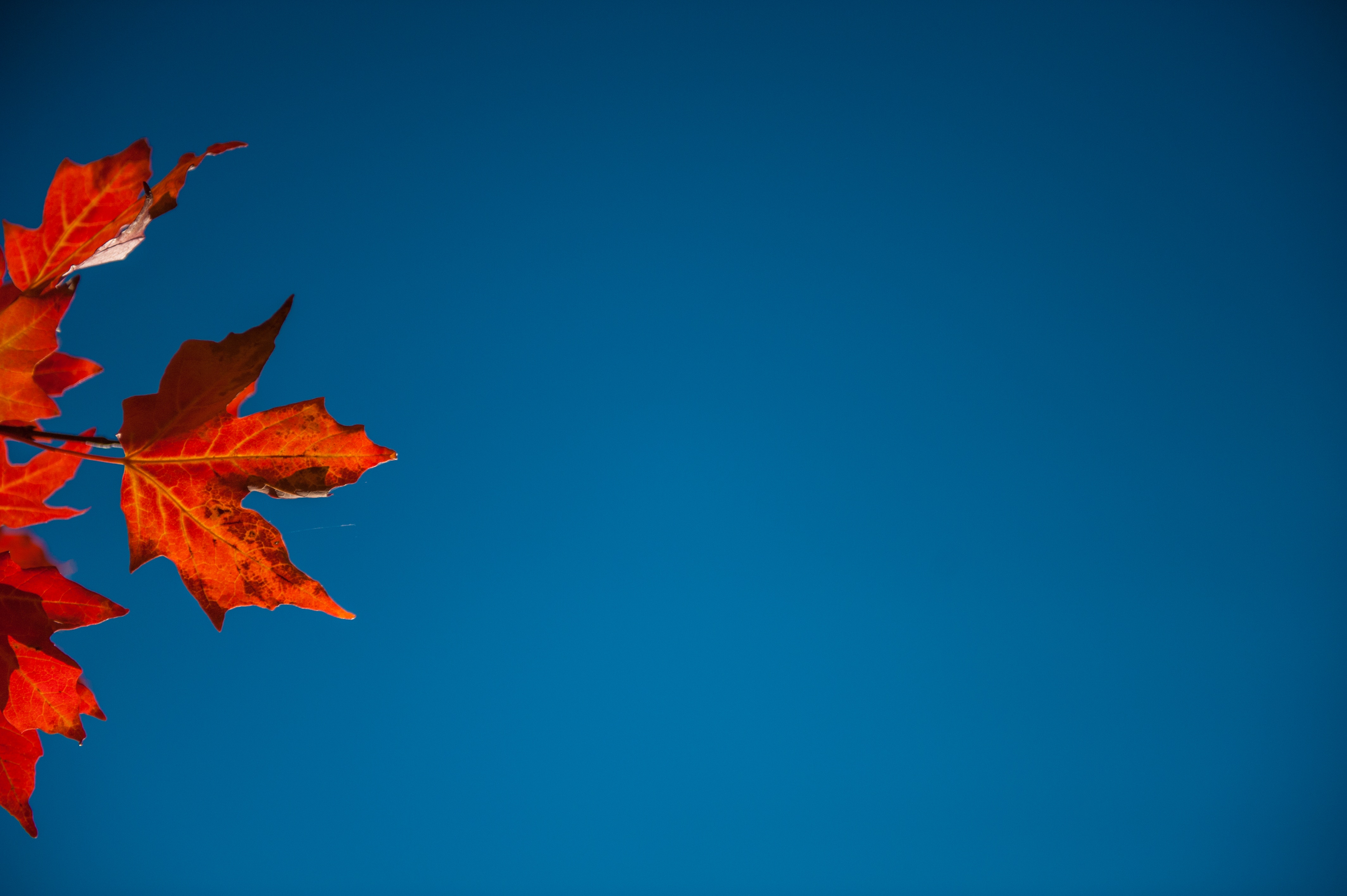 4256x2832 #autumn leaf, #fall leaf, #read leaf, #fall, #red, #autumn, #maple, #leaf, #PNG image. Mocah HD Wallpaper