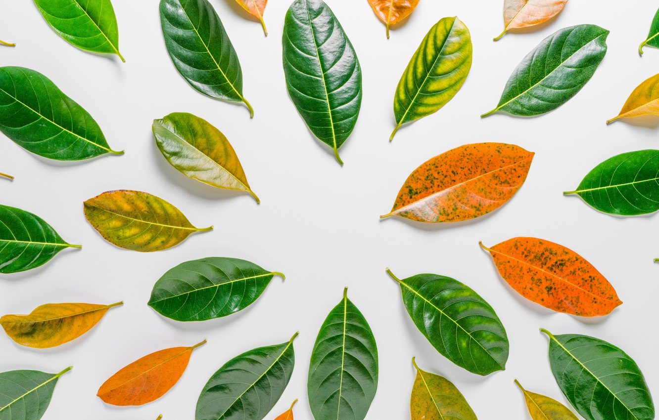 Wallpaper autumn, leaves, background, green, background, autumn, leaves image for desktop, section текстуры
