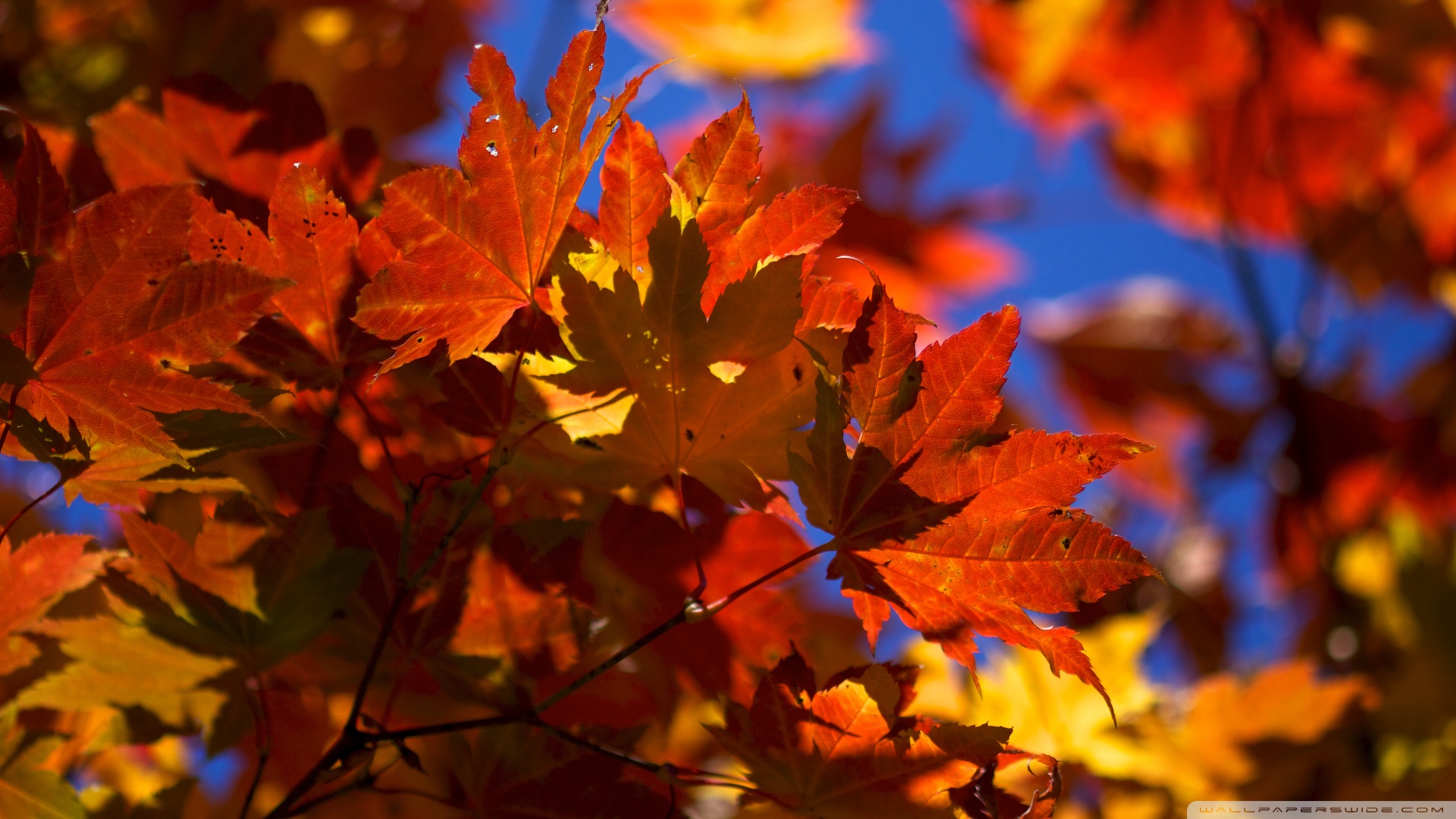 Download Bright Autumn Leaves Wallpaper 1920x1080