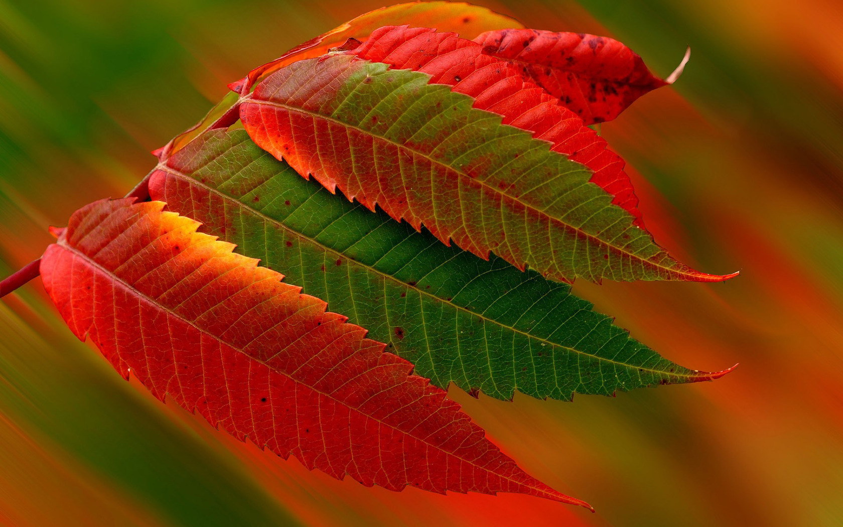 Free download Download Red and green autumn leaves wallpaper [1680x1050] for your Desktop, Mobile & Tablet. Explore Red and Green Wallpaper. Green Computer Wallpaper, Red and Black Wallpaper Designs