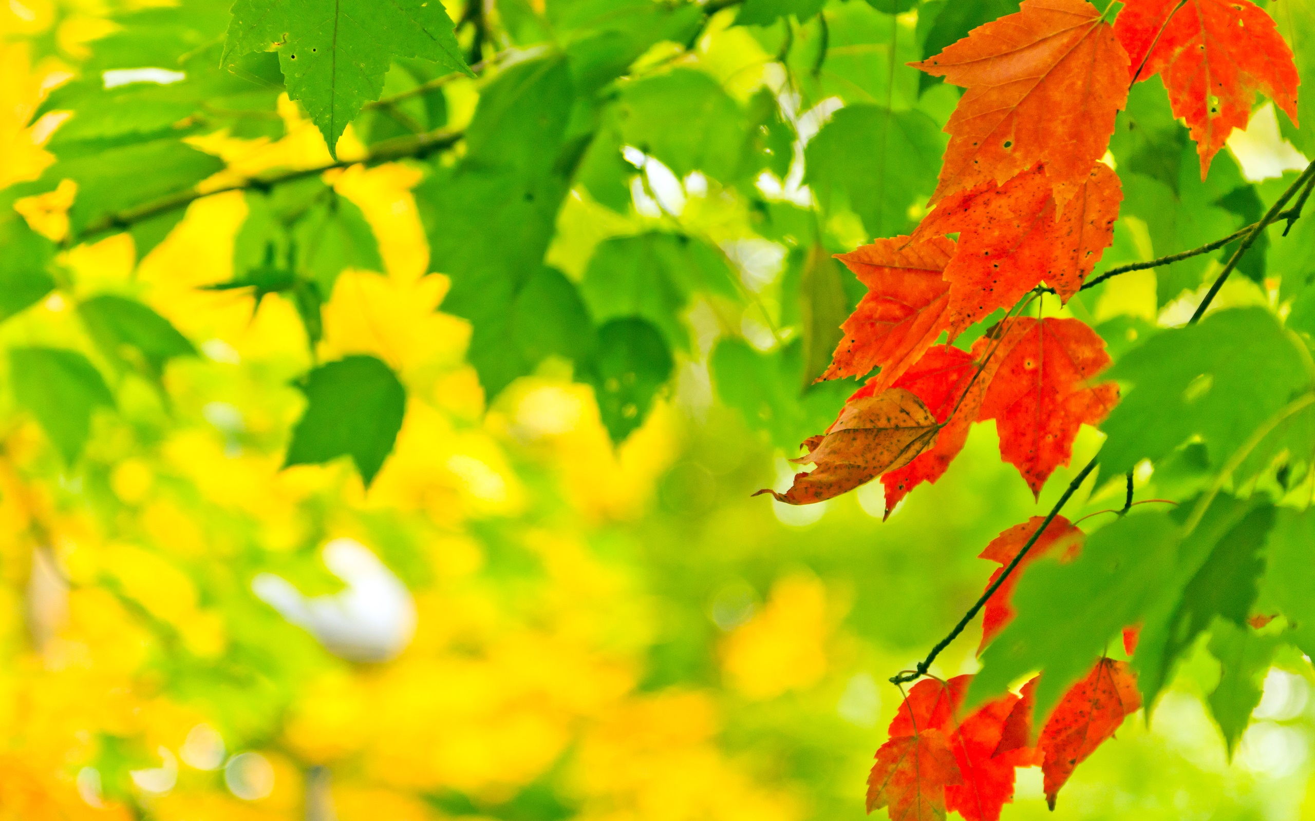 Wallpaper Autumn, leaves, green, red, sunlight, bokeh 2560x1600 HD Picture, Image