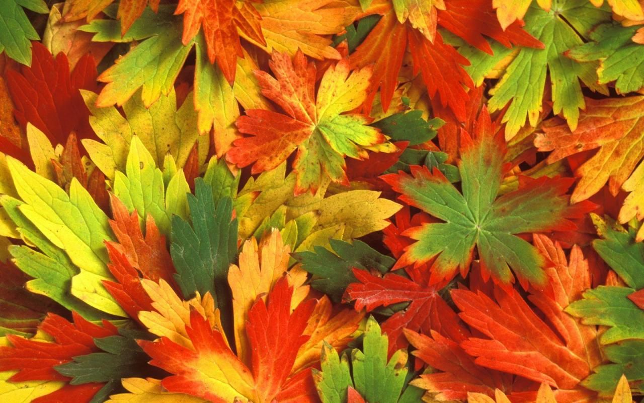 Both green and orange coloured leaves. Autumn leaves wallpaper, Fall wallpaper, Fall leaves background