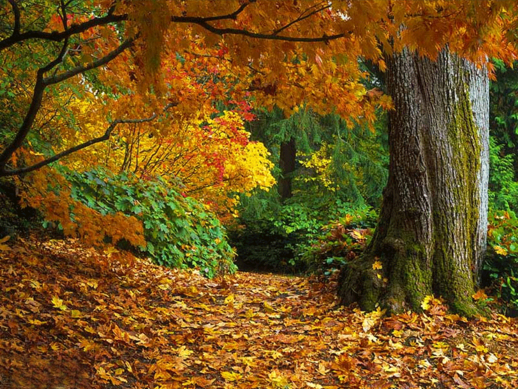Free download Wallpaper Fall Leaves Wallpaper Autumn Fall Leaf Wallpaper [1024x768] for your Desktop, Mobile & Tablet. Explore Autumn Leaf Background. Autumn Leaf Background, Autumn Leaf Wallpaper, Leaf Wallpaper Border
