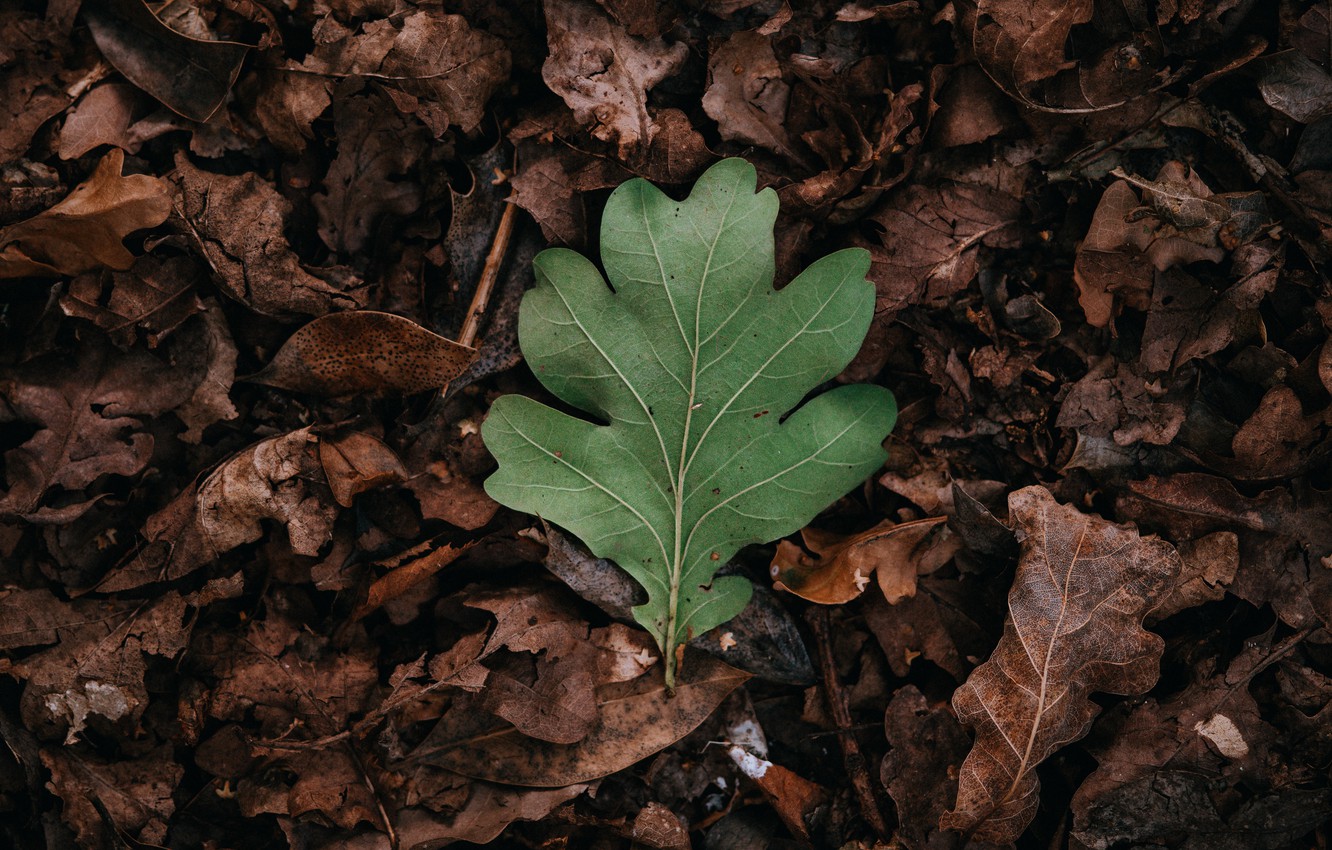 Wallpaper autumn, leaves, leaf, green, dry leaves image for desktop, section макро