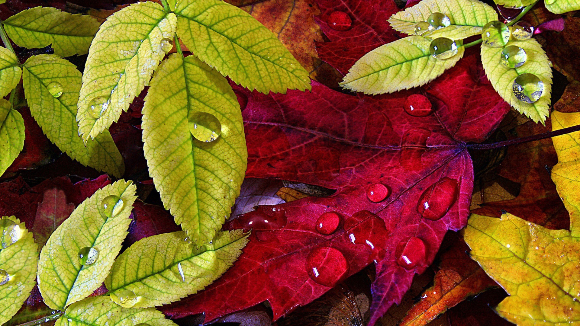 Red and green autumn leaves Desktop wallpaper 1920x1080