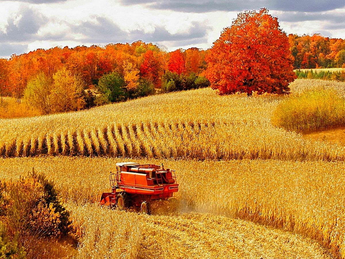 BEAUTIFUL FALL HARVEST PICS life, Scenery, Nature