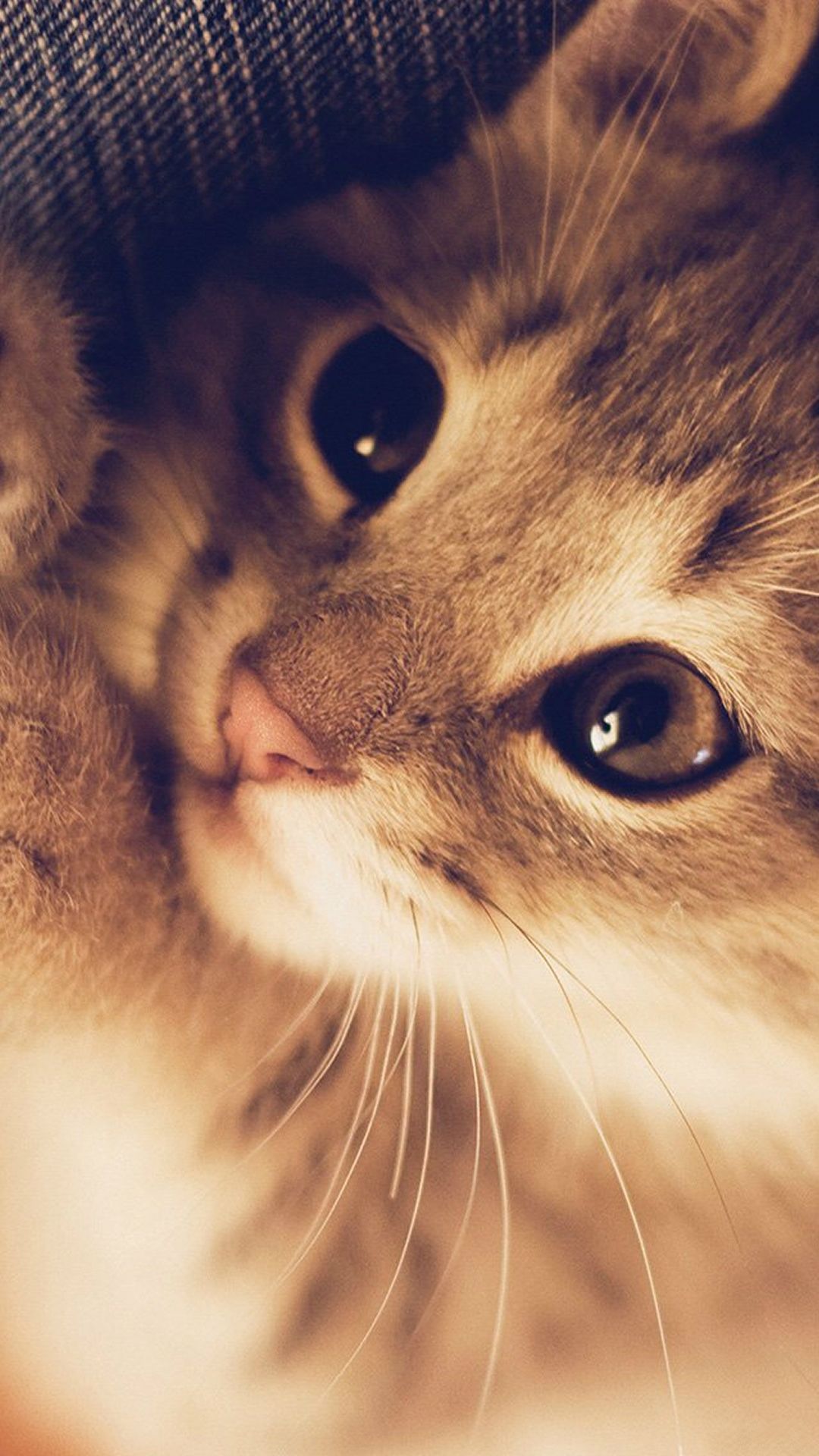 Really Cute Cat Wallpaper