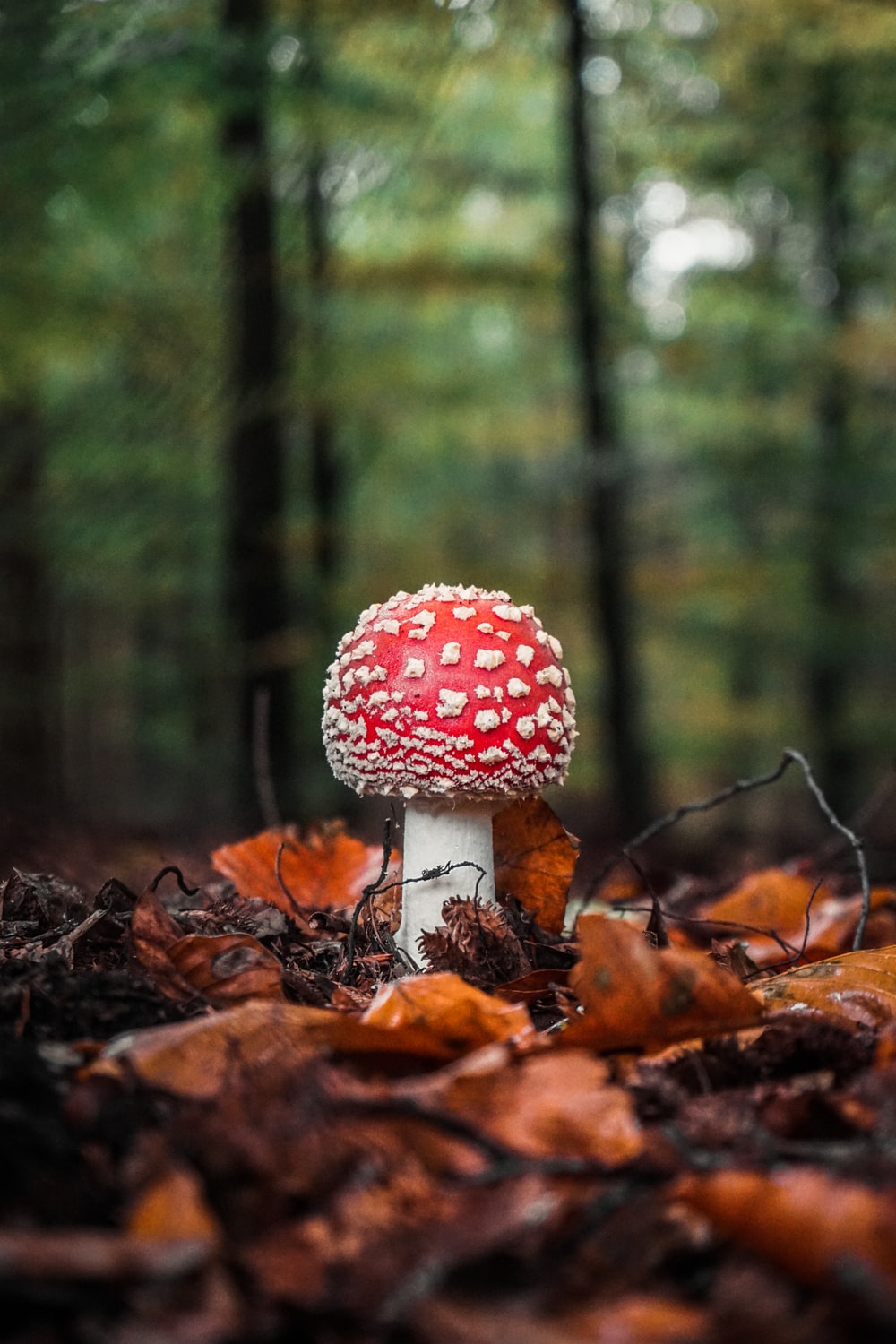 Red Mushroom Picture. Download Free Image