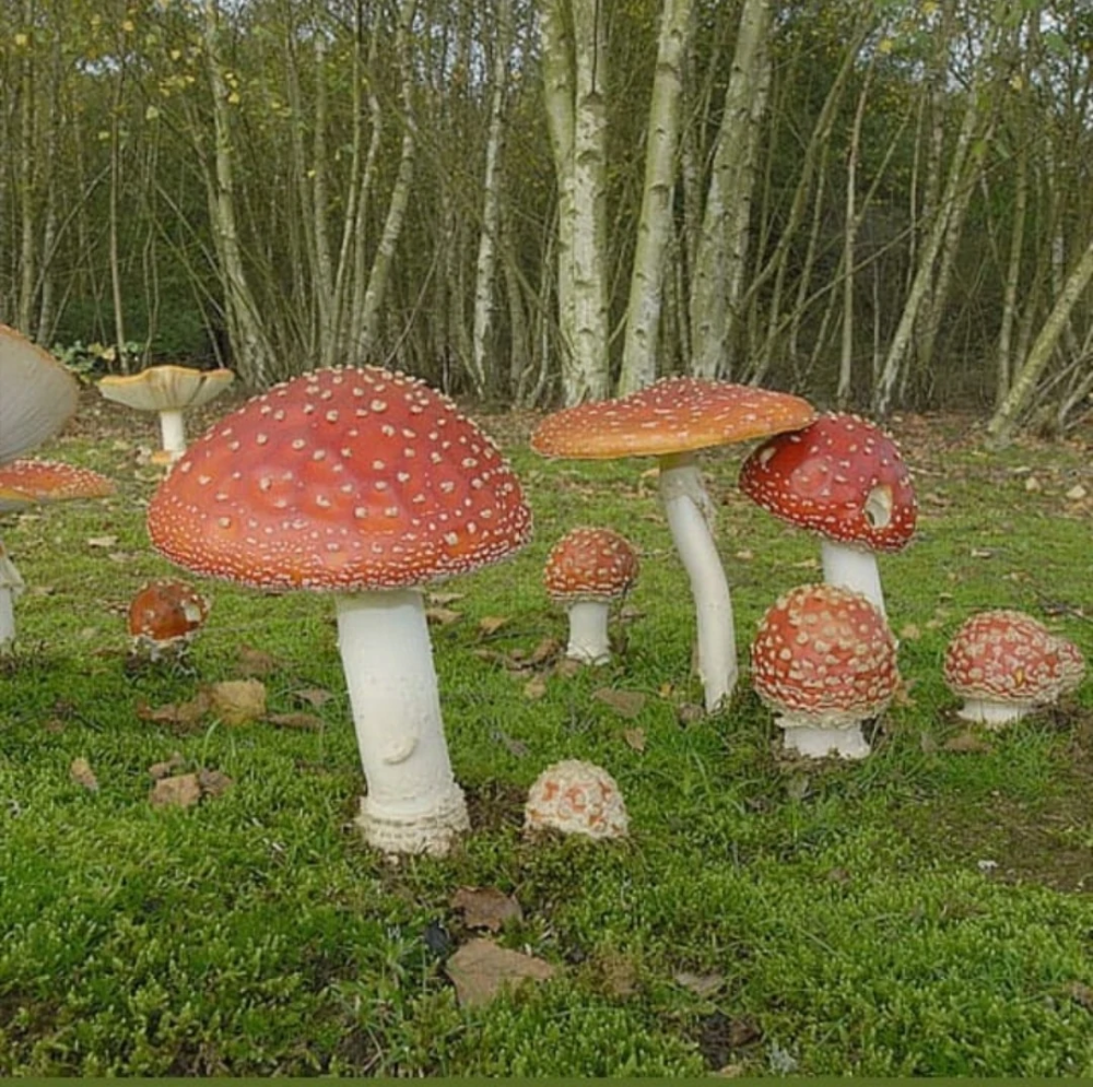Mushroomcore. Aesthetics Wiki. Nature aesthetic, Green aesthetic, Stuffed mushrooms