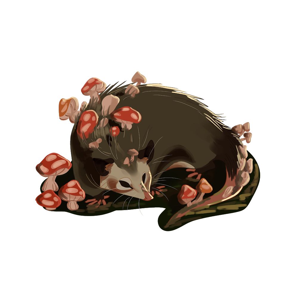 MUSHROOM OPOSSUM By Rry Dawg. Redbubble. Opossum, Art, Artwork