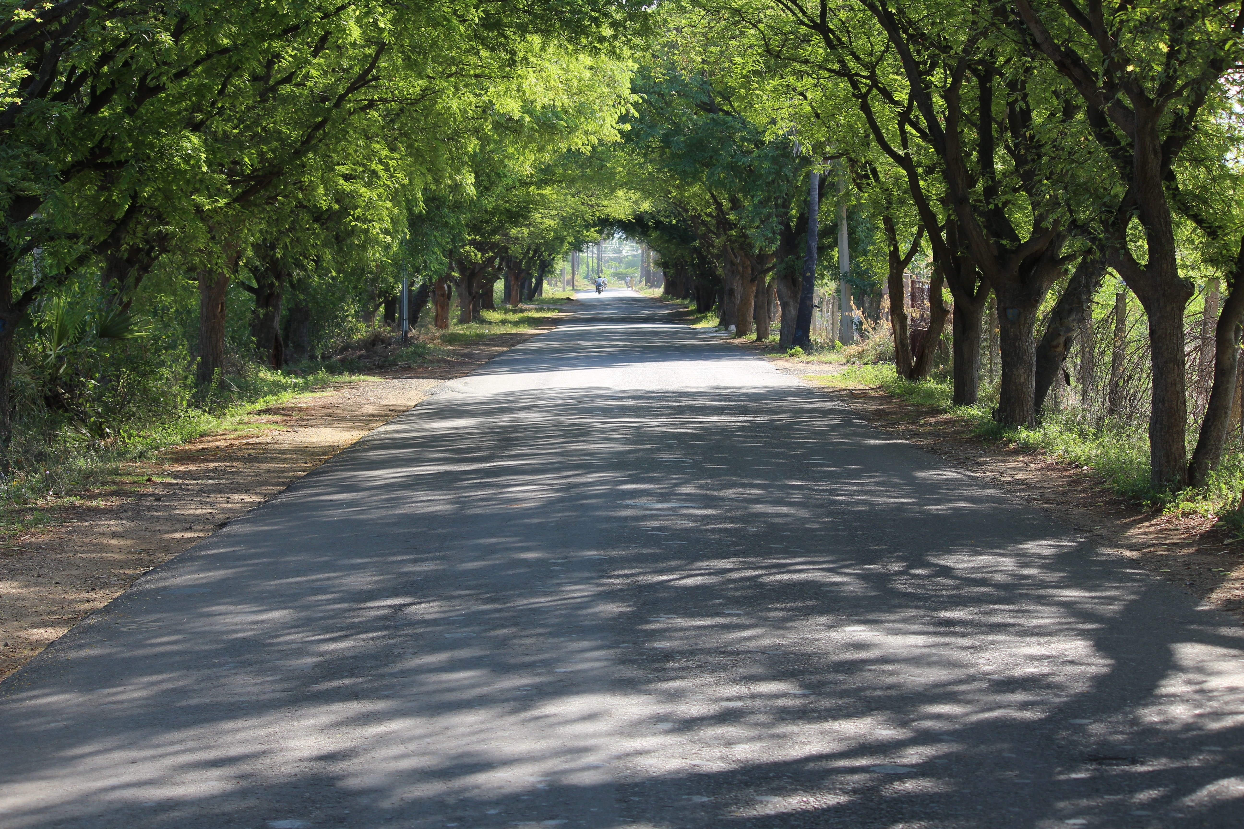 India #Road #Village indian village rural india #alone #footpath #tree #forest the way forward #nature single lane. Indian village, Top road trips, Road trip fun