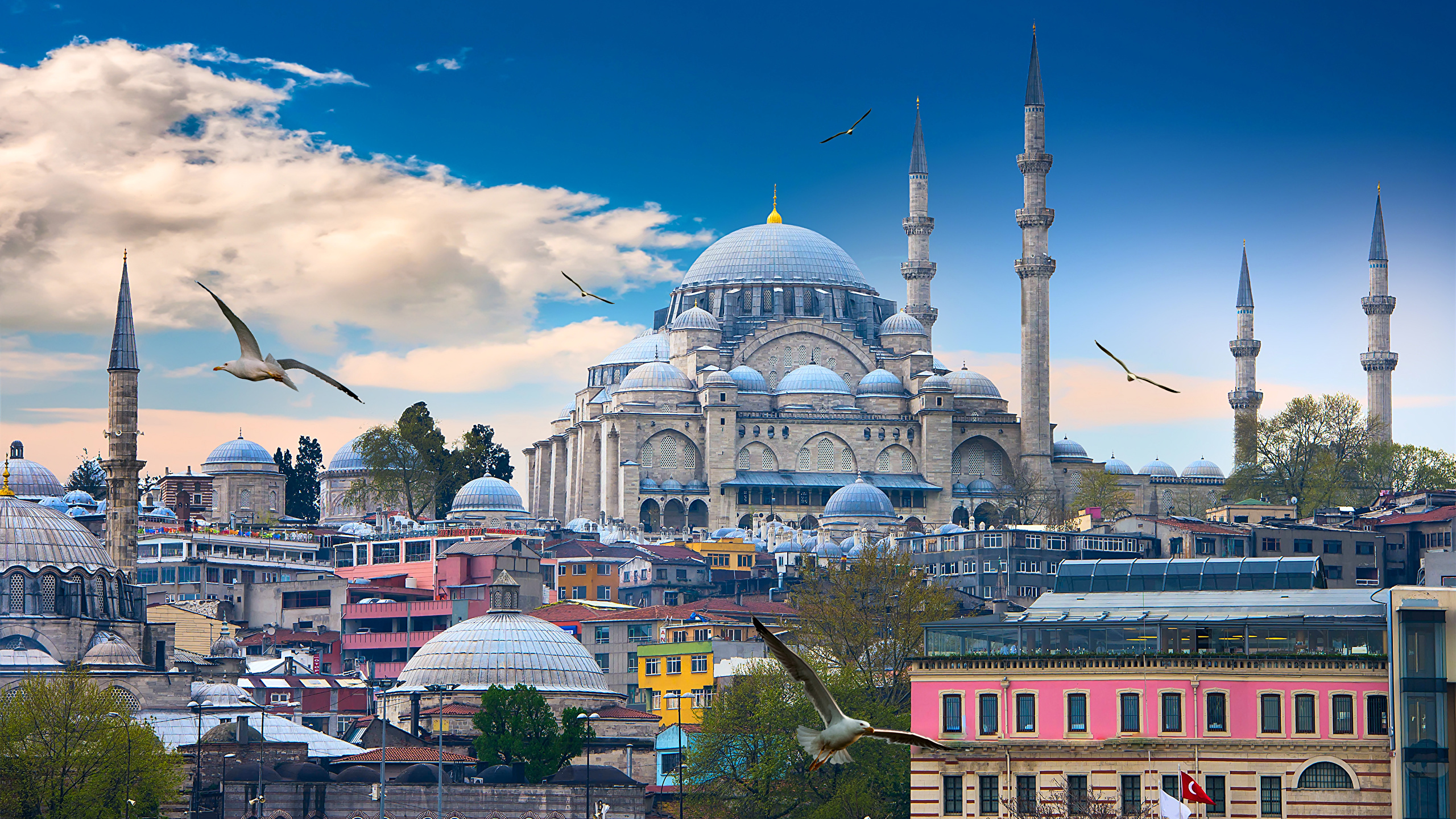 Free download Wallpaper Istanbul bird Mosque Turkey Temples Cities 2560x1440 [2560x1440] for your Desktop, Mobile & Tablet. Explore Turkey Wallpaper Desktop. Wild Turkey Desktop Wallpaper, NWTF Wallpaper, Turkey HD Wallpaper
