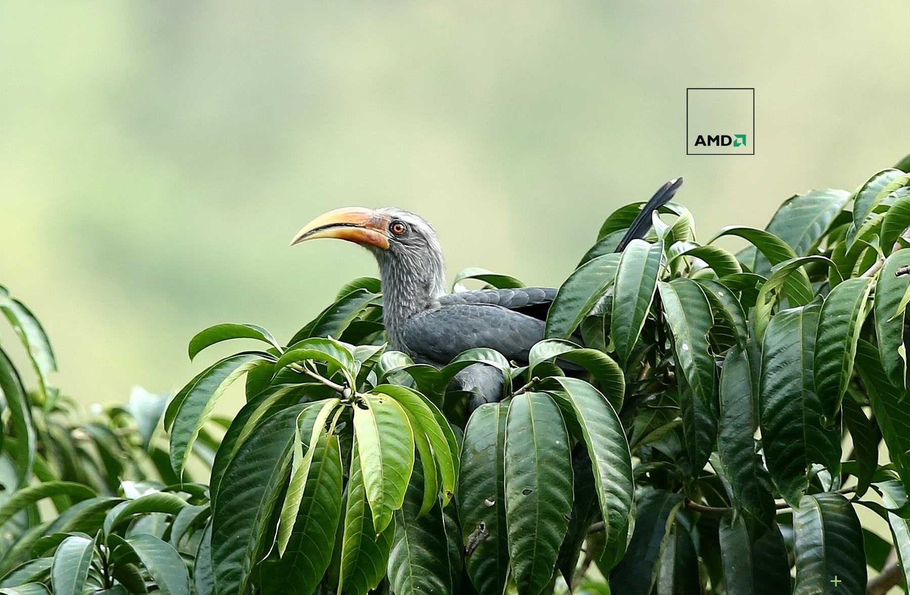 green nature birds amd sidharth 304ndia wild kerala 1800x1176 wallpaper High Quality Wallpaper, High Definition Wallpaper
