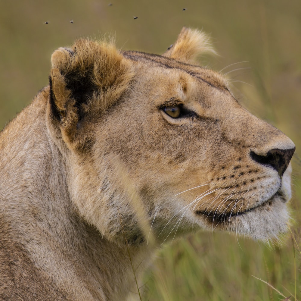 Female Lion Picture. Download Free Image