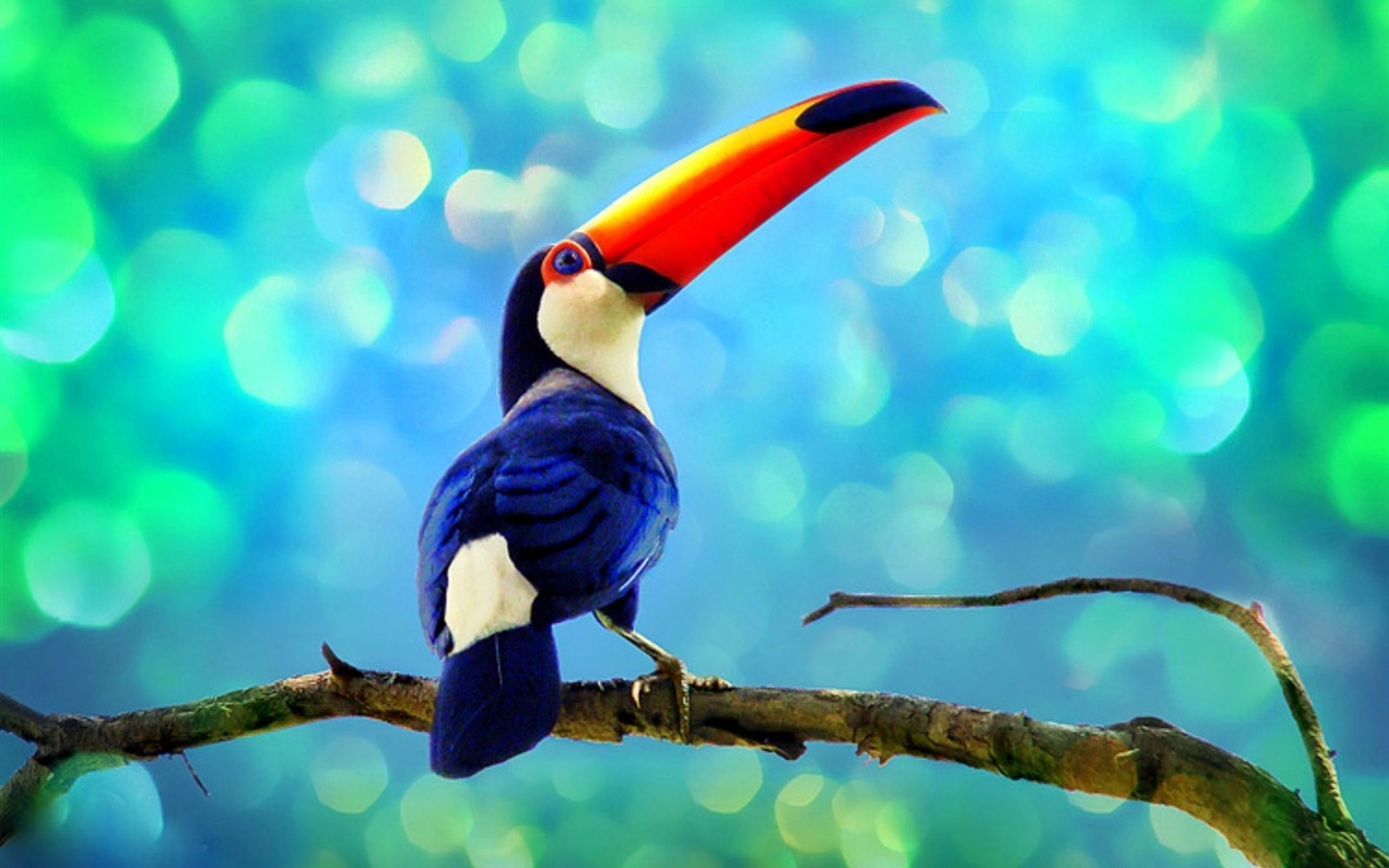 Wallpaper Toucan in the rainforest 1600x1200 HD Picture, Image