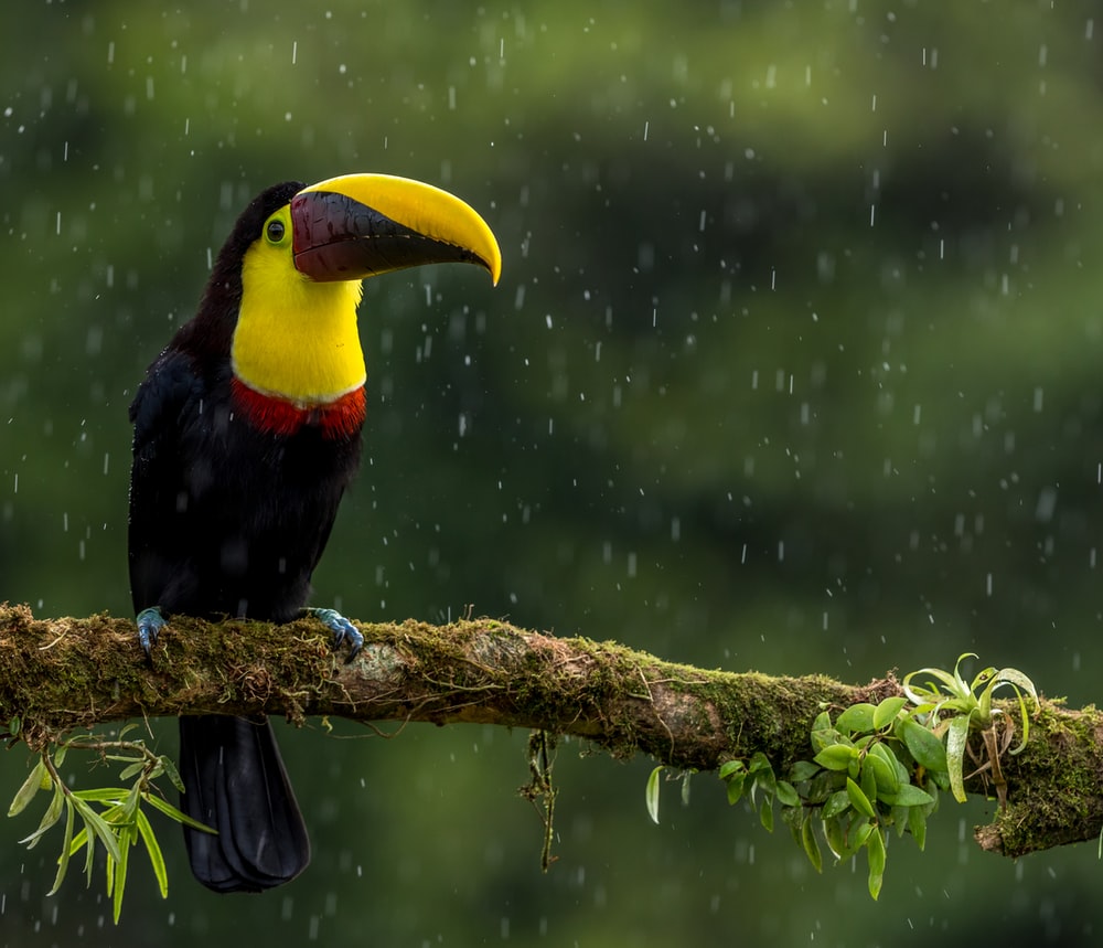 Toucans Picture. Download Free Image