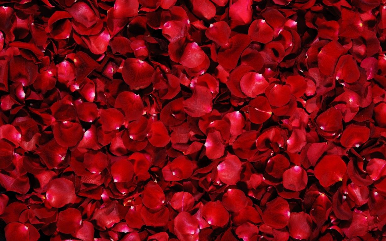Sweet red Roses HD wallapers. Red rose petals, Red roses, Red petals