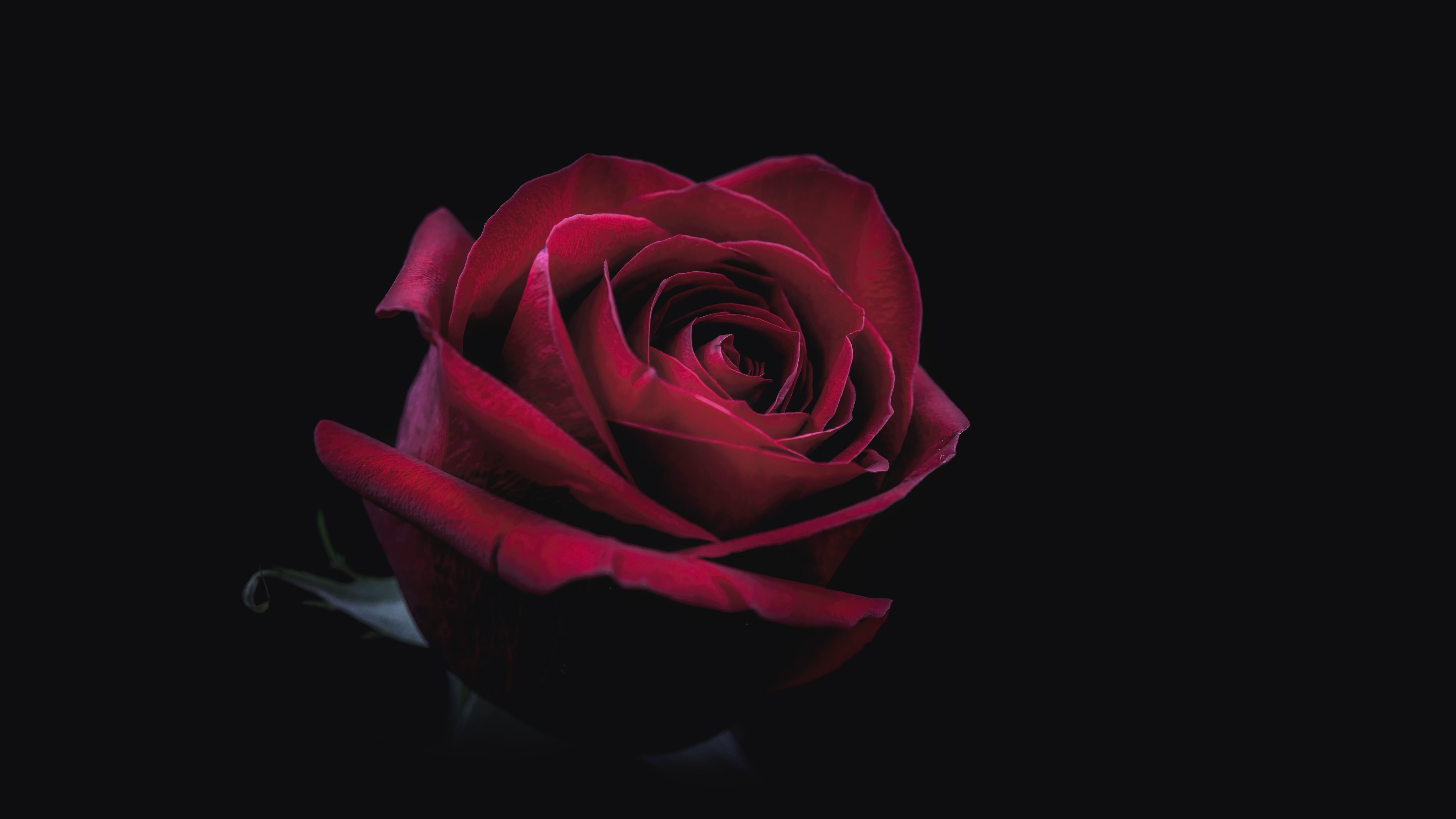 red flower red rose #rose #darkness 8k uhd K #wallpaper #hdwallpaper #desktop. Garden design, Red roses, Red flowers