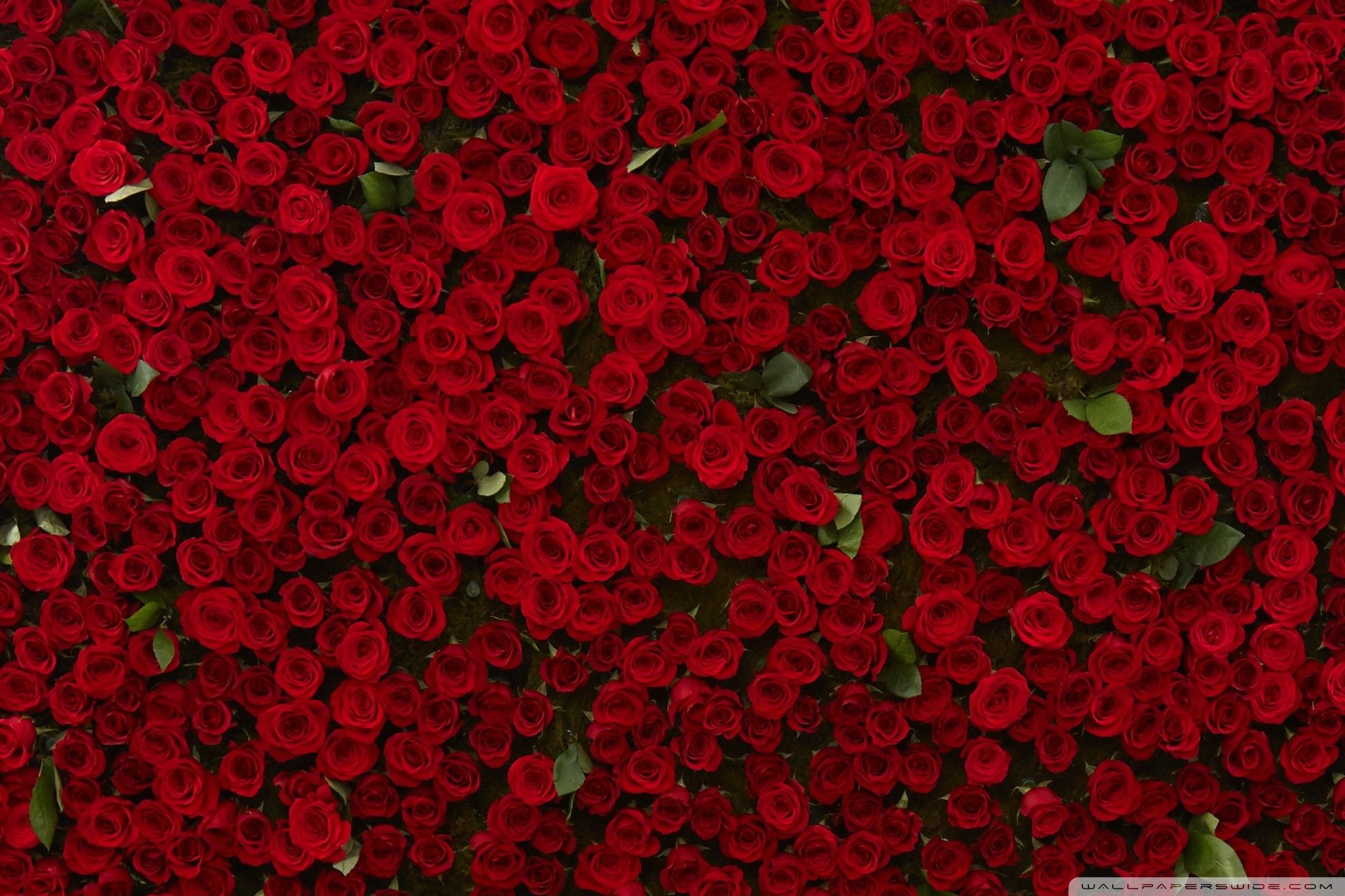 Red Roses Wallpaper