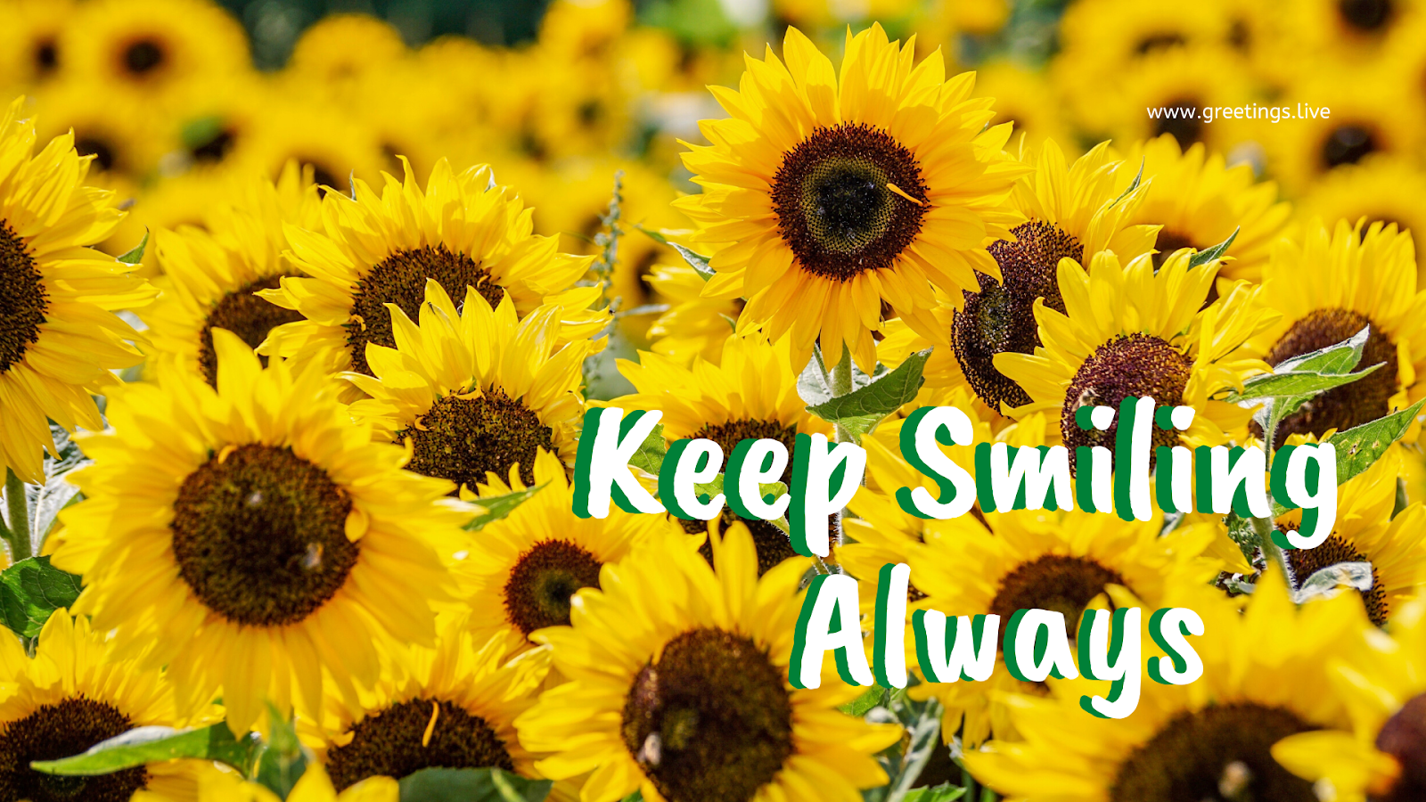 Greetings.Live*Free Daily Greetings Picture Festival GIF Image: keep smiling always desktop wallpaper with sunflowers greetings image