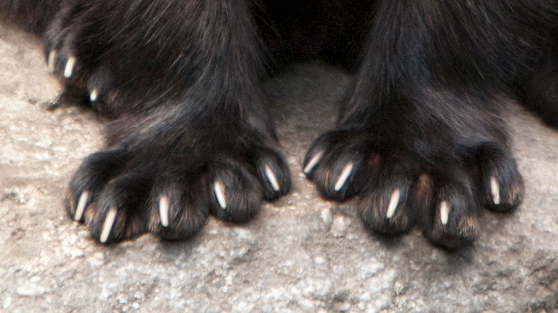 Can You Identify the Animal From Its Claws?