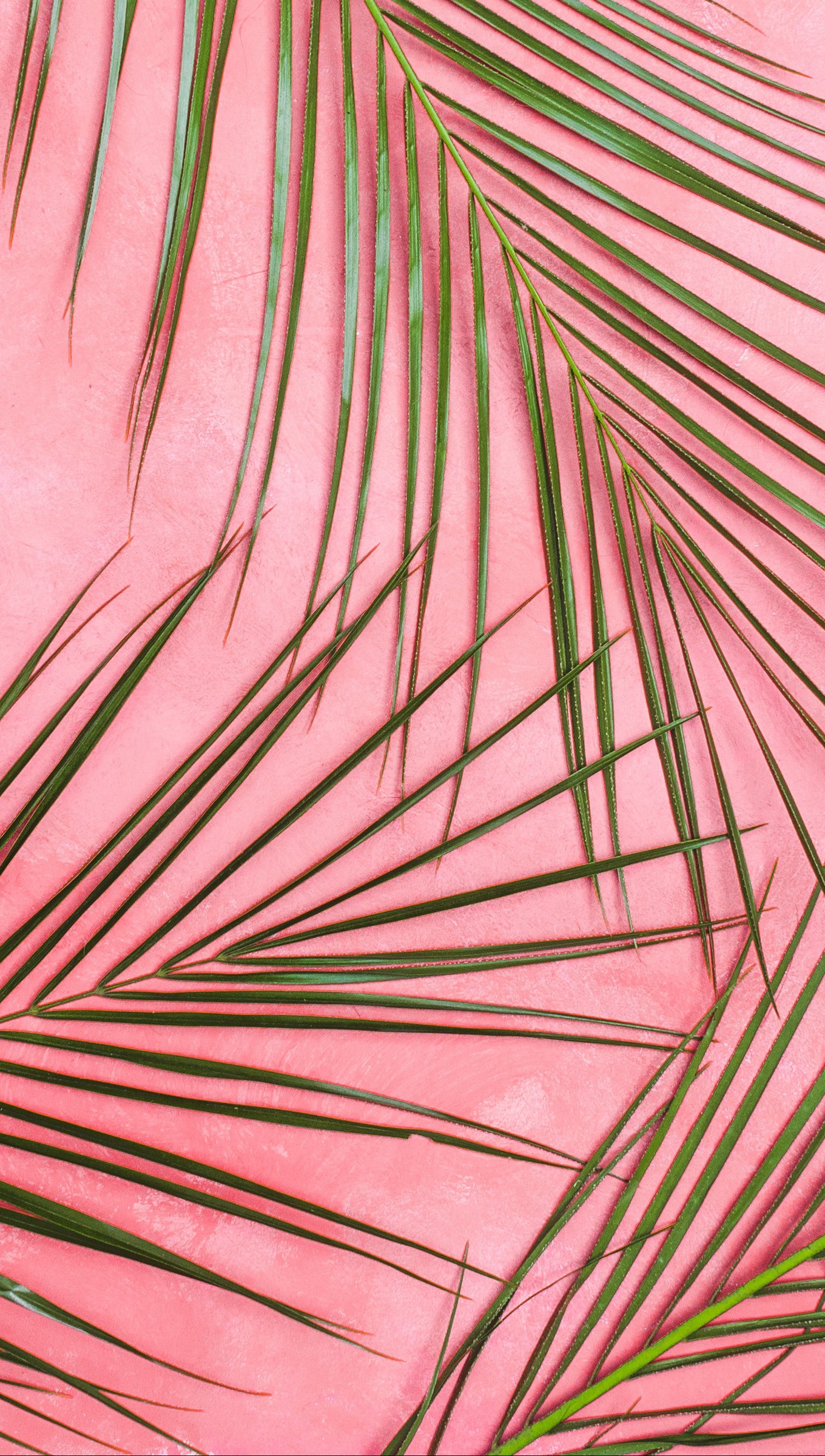 Palms in pastel pink wall Wallpaper 4k Ultra HD