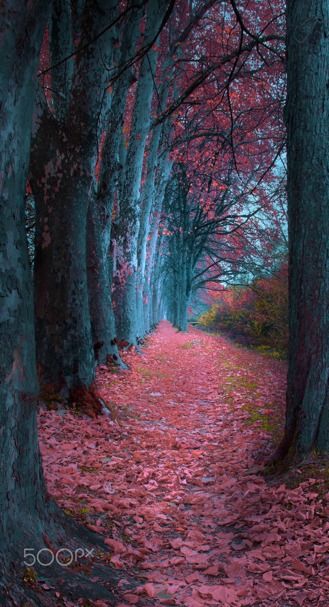 Path Impression. Cool landscapes, Nature picture, Fantasy landscape