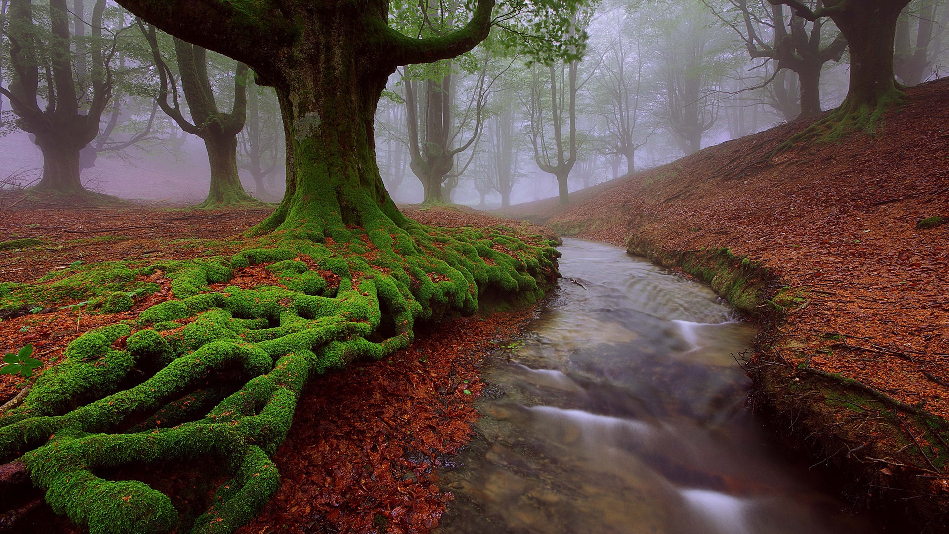 Wallpaper Spain, Basque country, trees, moss, stream, summer 1920x1200 HD Picture, Image