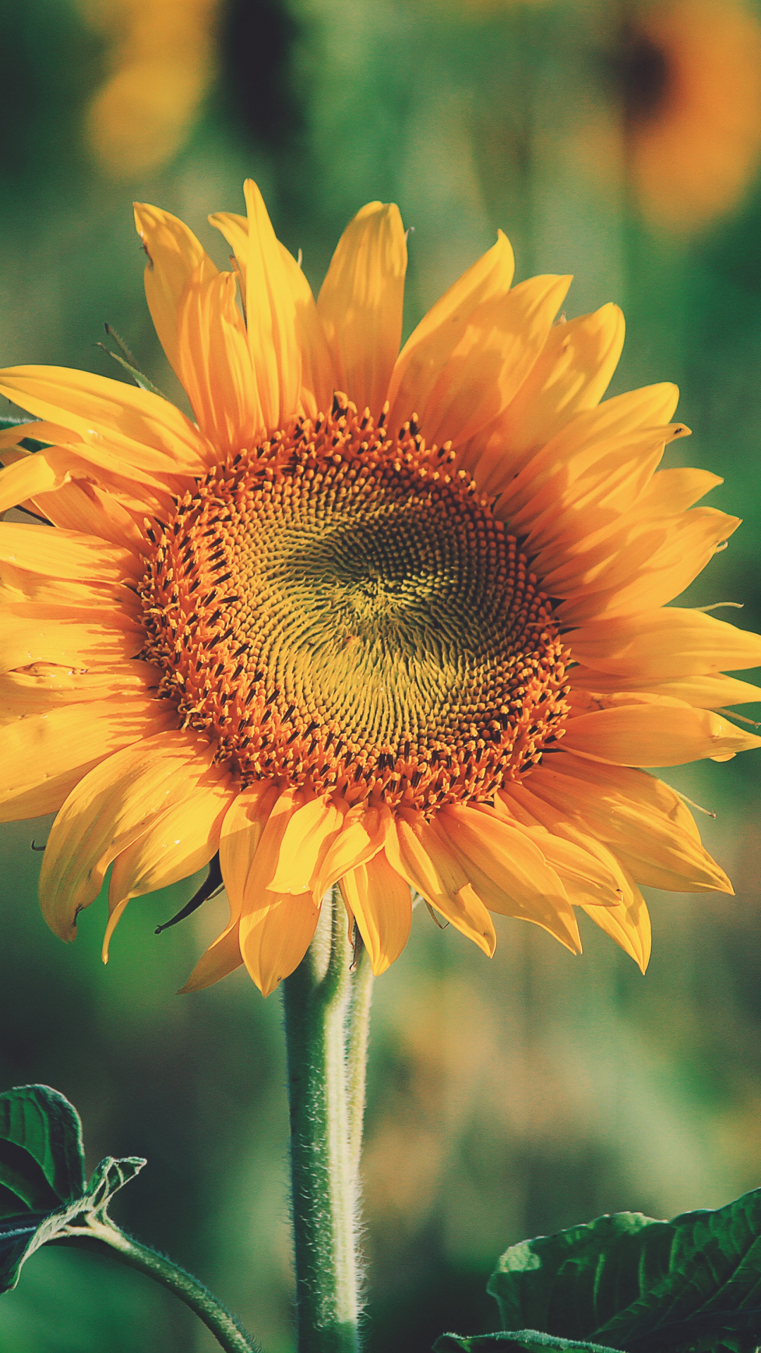 Robust Sunflower iPhone Wallpaper
