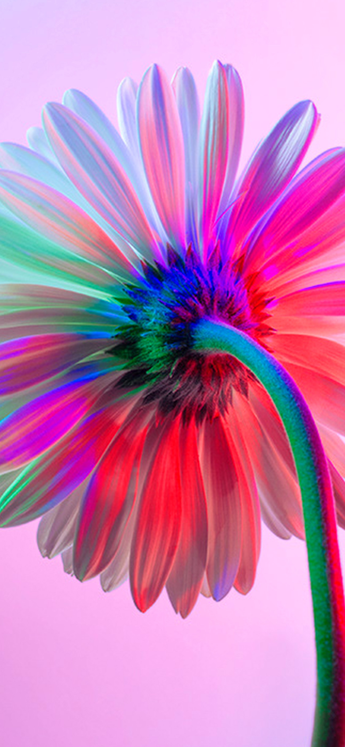 iPhone X wallpaper. art flower rainbow