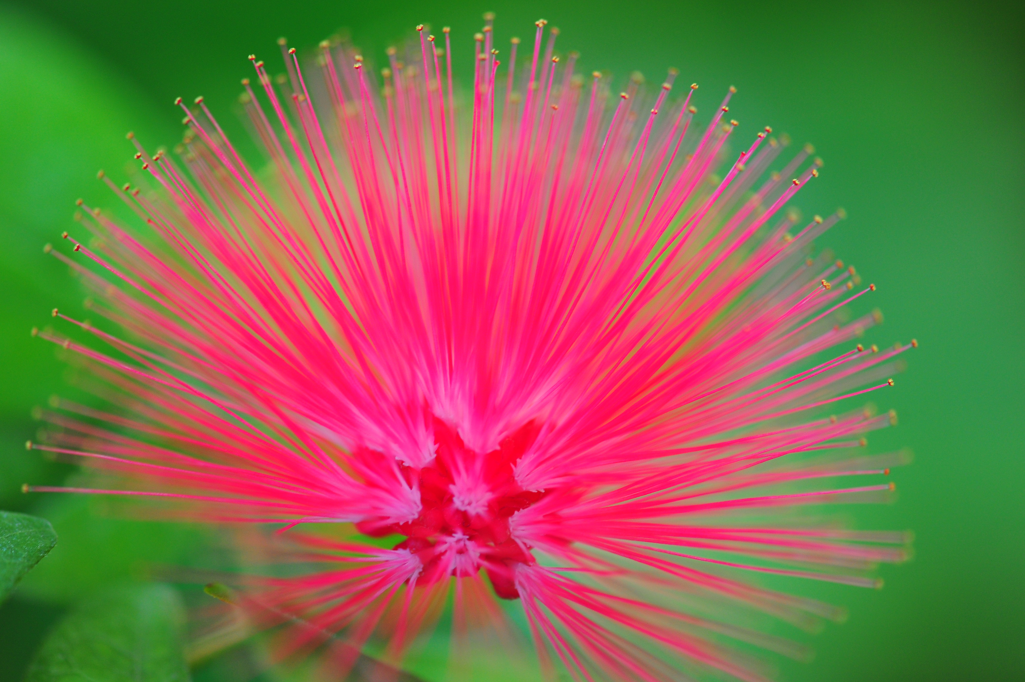 Wallpaper, flowers, plants, macro, gardens, Nikon, pinkfloyd, botany, horticulture, dnoseworth 4256x2832