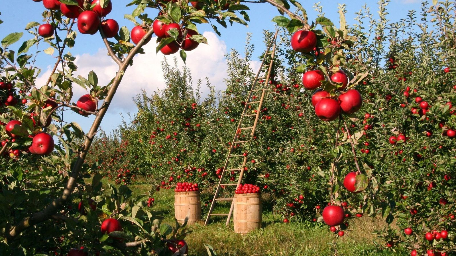 Apple Trees Garden HD Wallpaper And Fruit Farming