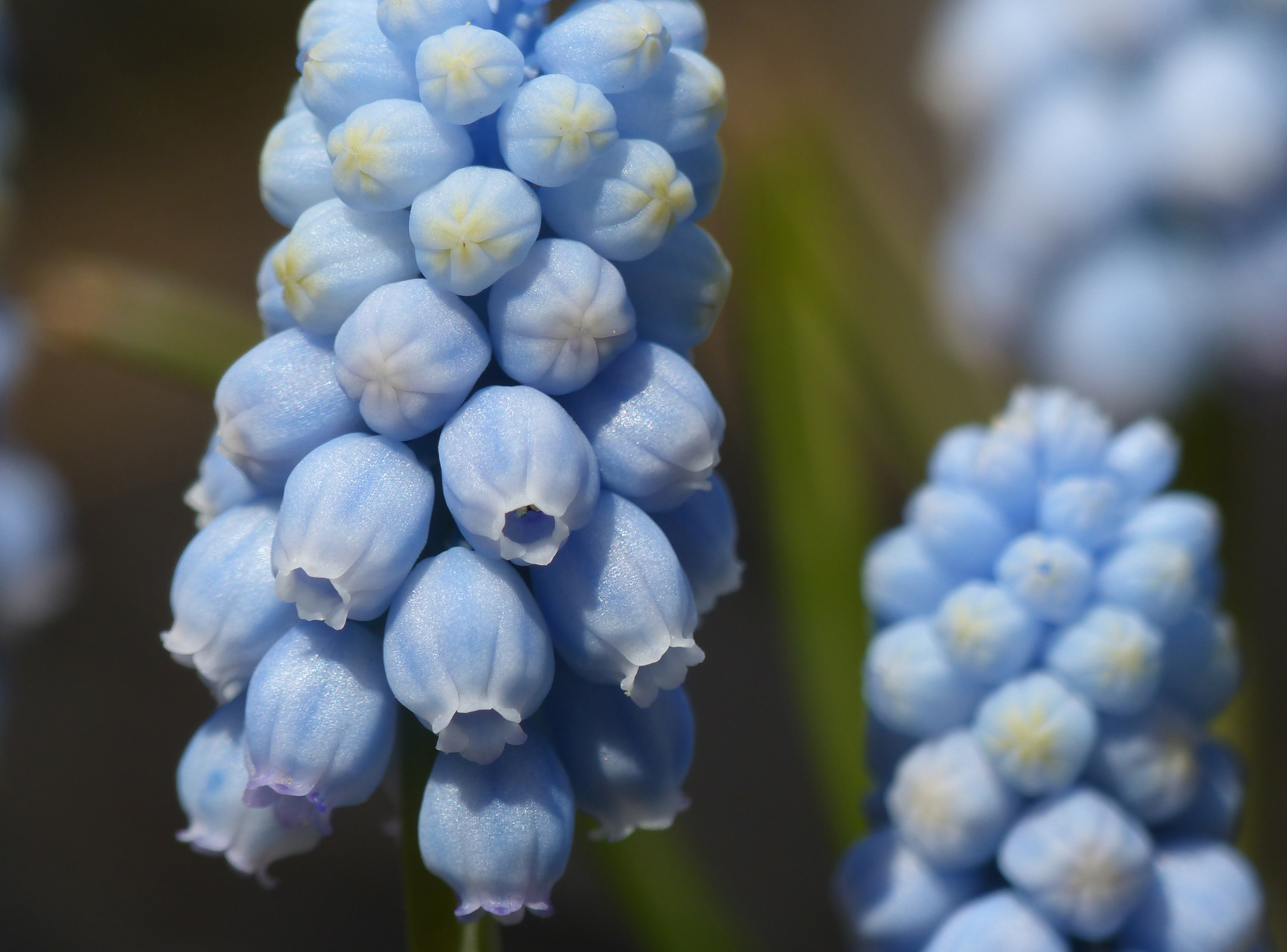 Wallpaper, flowers, blue, plants, plant, flower, macro, nature, closeup, garden, gardening, horticulture, blueflower, blueflowers, plantsandflowers, macroflower, closeupflower 3924x2905
