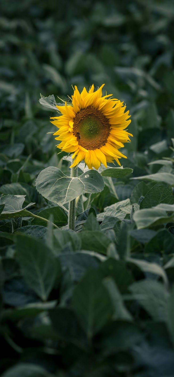 Lonely sunflower iphone xs max wallpaper #wallpaper #iphone #android #background #followme. Sunflower wallpaper, Modern garden design, Gardening techniques