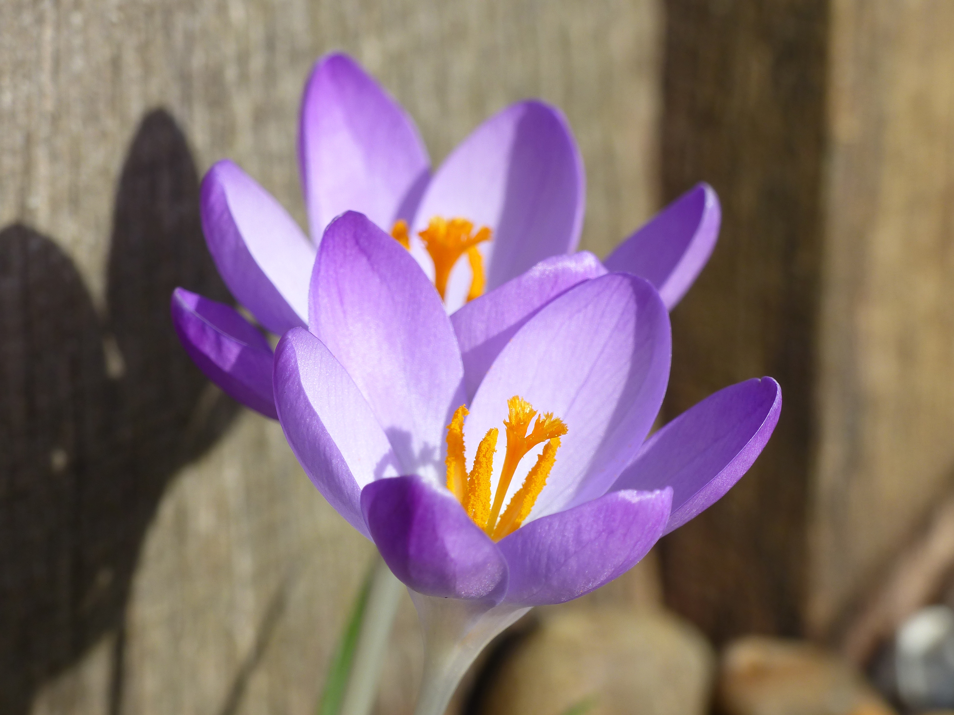 Wallpaper, flowers, plants, plant, flower, macro, nature, closeup, garden, purple, gardening, horticulture, purpleflower, purpleflowers, plantsandflowers, macroflower, closeupflower, purplemacro 4000x3000