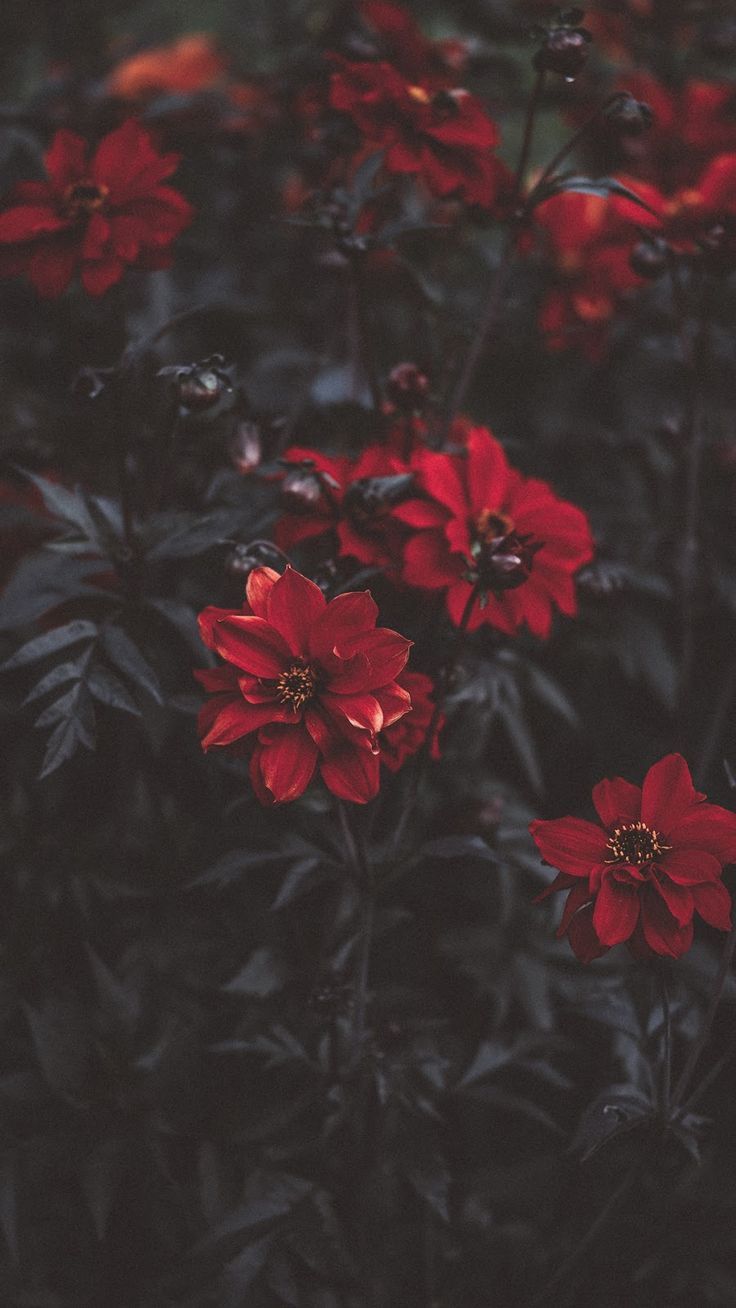 Red Flower #wallpaper #myfavwallpaper #lockscreen #iphonewallpaper #smartphone. Red flower wallpaper, Flower wallpaper, Red flowers