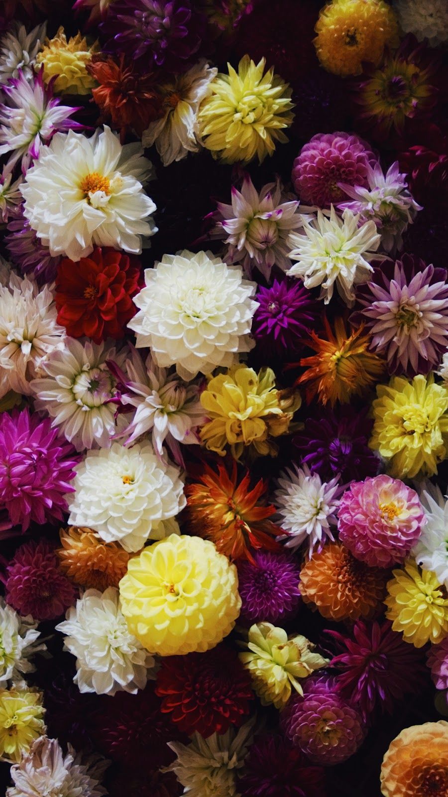 Dark Dahlias #wallpaper #myfavwallpaper #lockscreen #iphonewallpaper #smartphone. Organic gardening, Organic horticulture, Flower picture