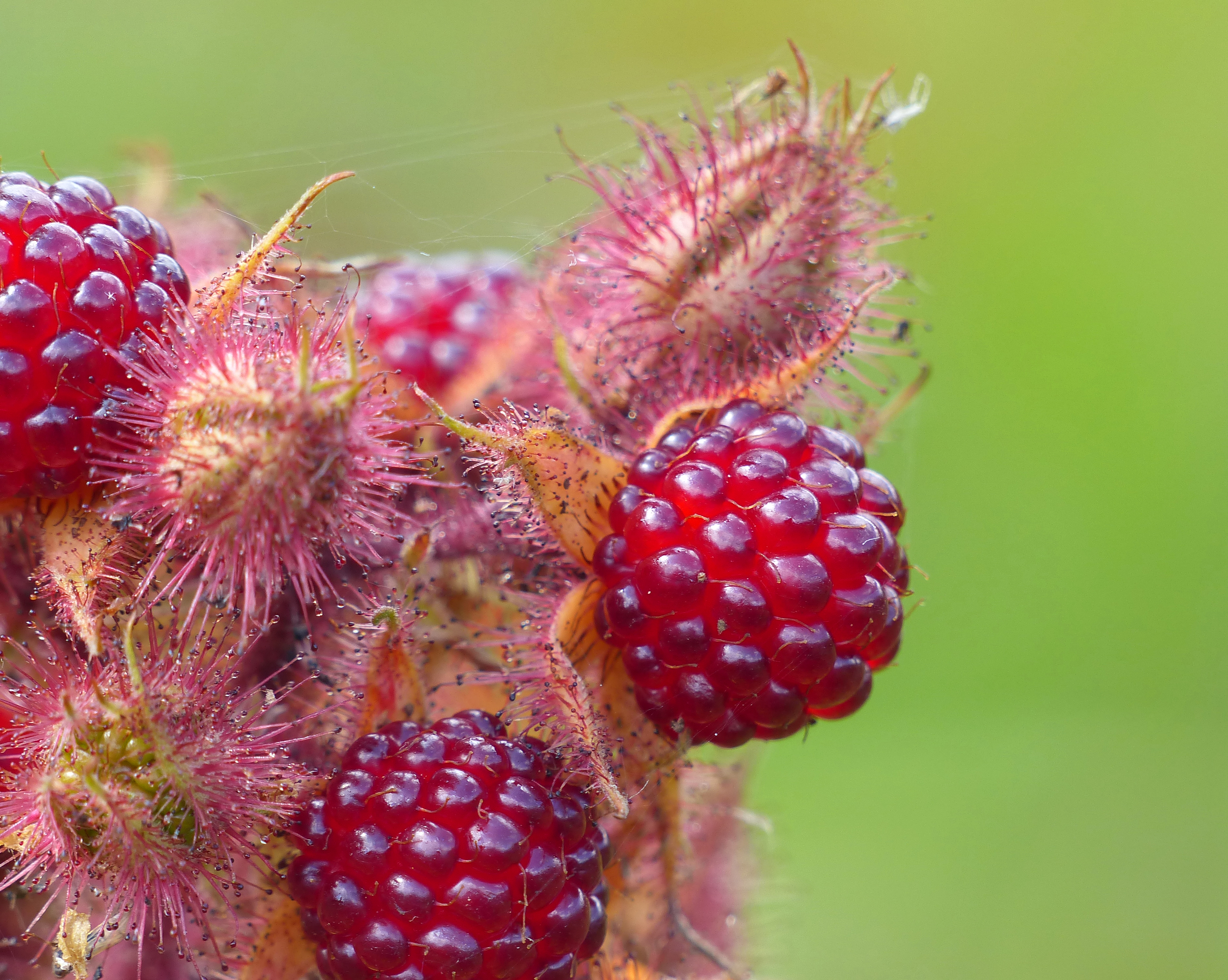 Wallpaper, flowers, red, plants, plant, flower, nature, garden, gardening, horticulture, redflower, redflowers, plantsandflowers 3760x3000