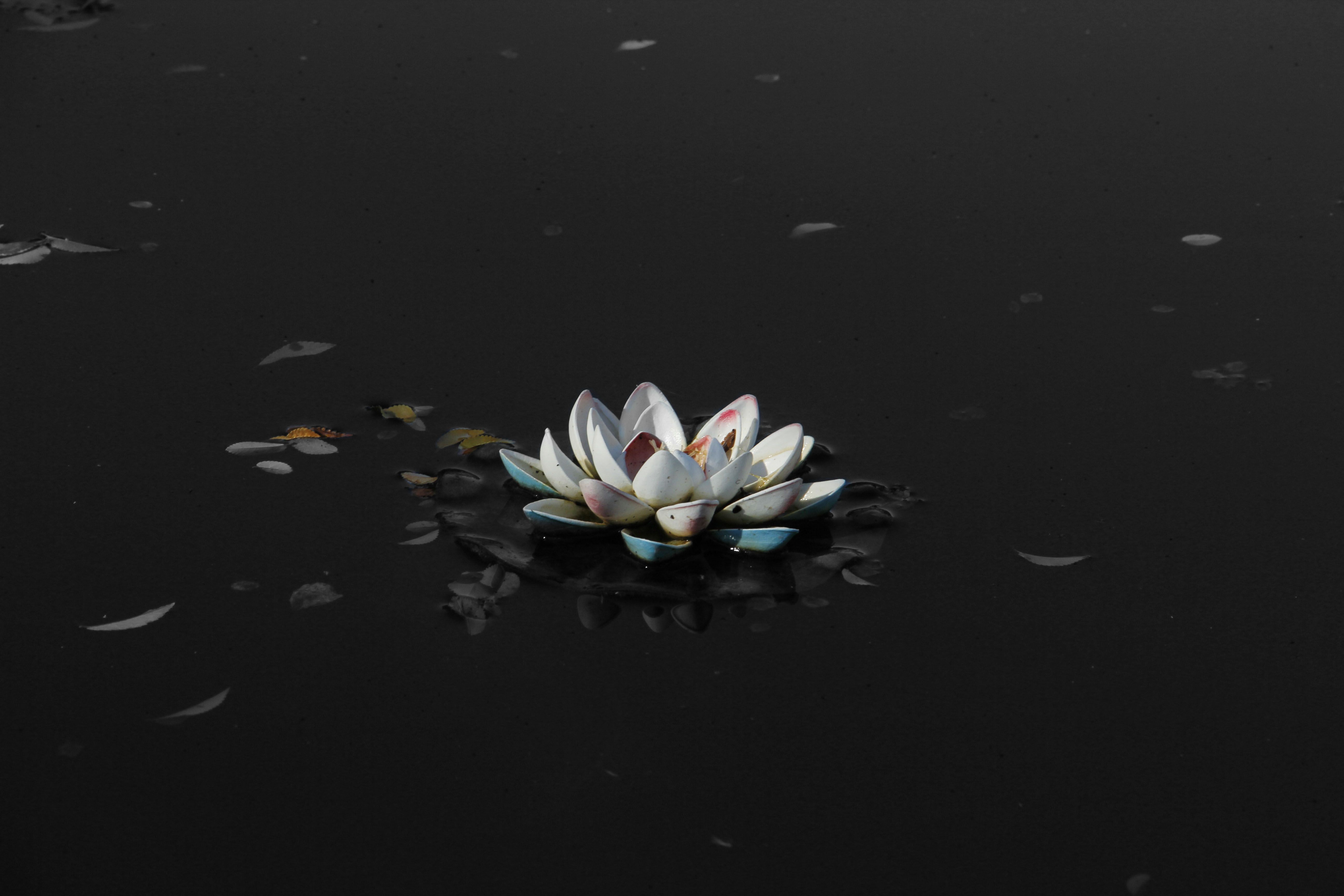 Black Lotus Flower Wallpaper HD Resolution. Flower wallpaper, Blue flower wallpaper, Lotus flower wallpaper
